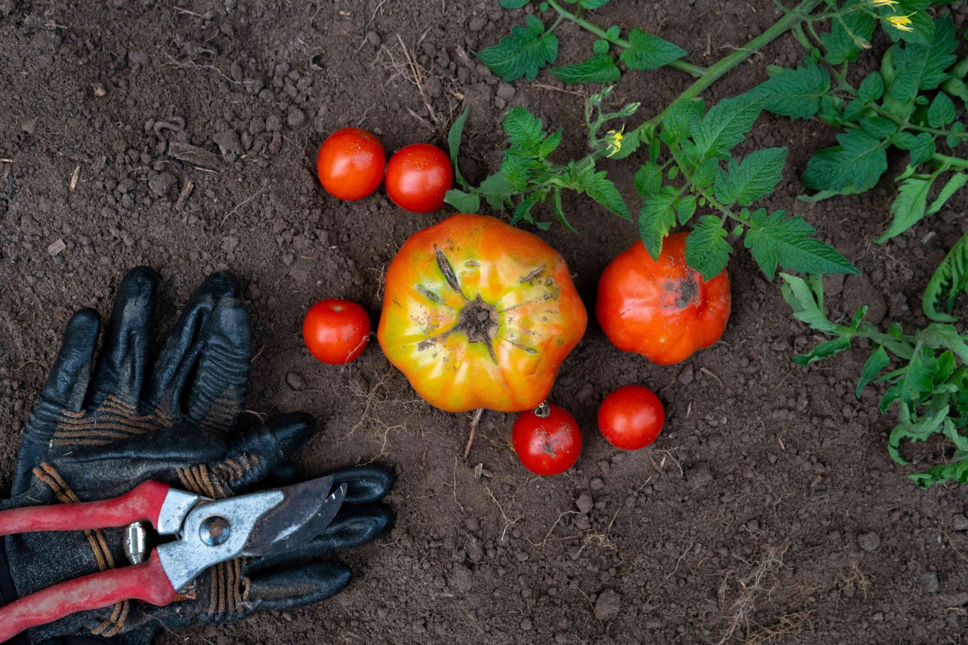 tomates rojos y guantes sobre tierra negra