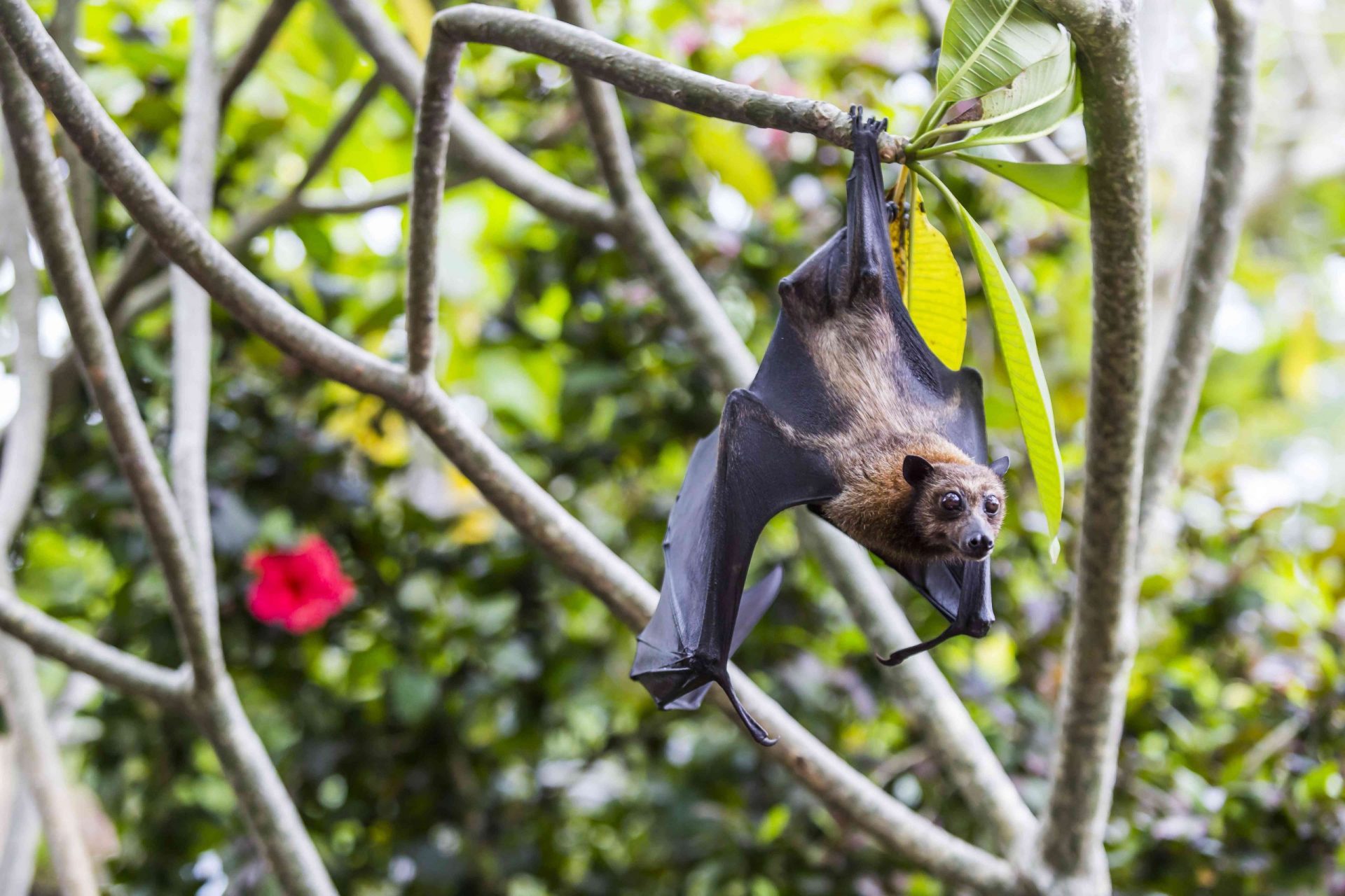 Murciélago de la fruta colgado de un árbol, Bali, Indonesia