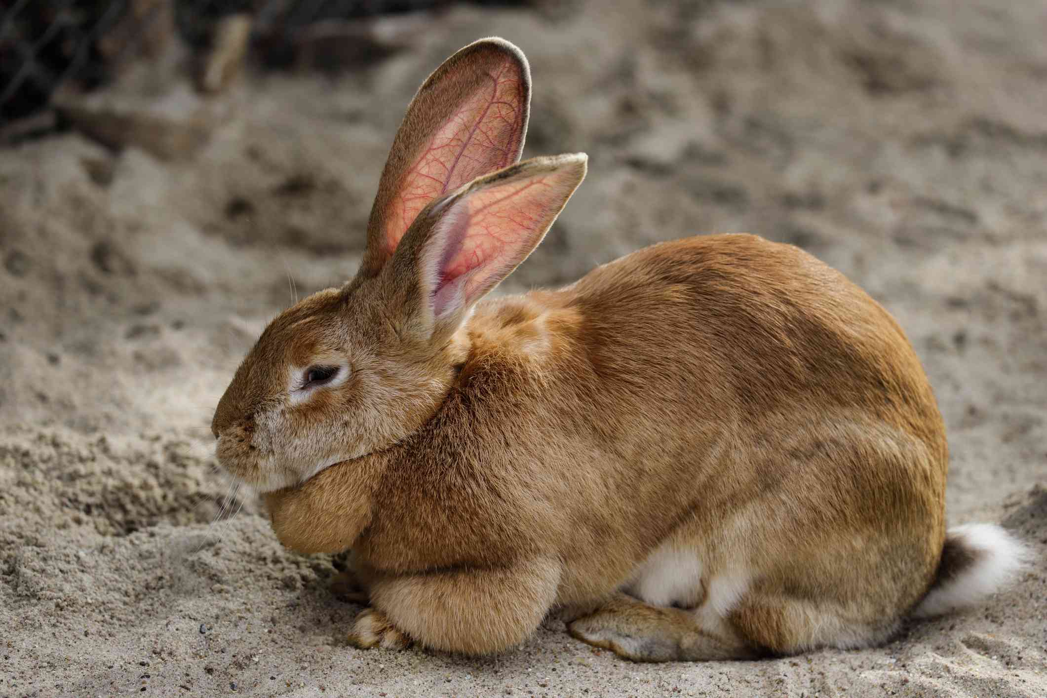 Vista lateral del conejo gigante de Flandes sentado en la arena