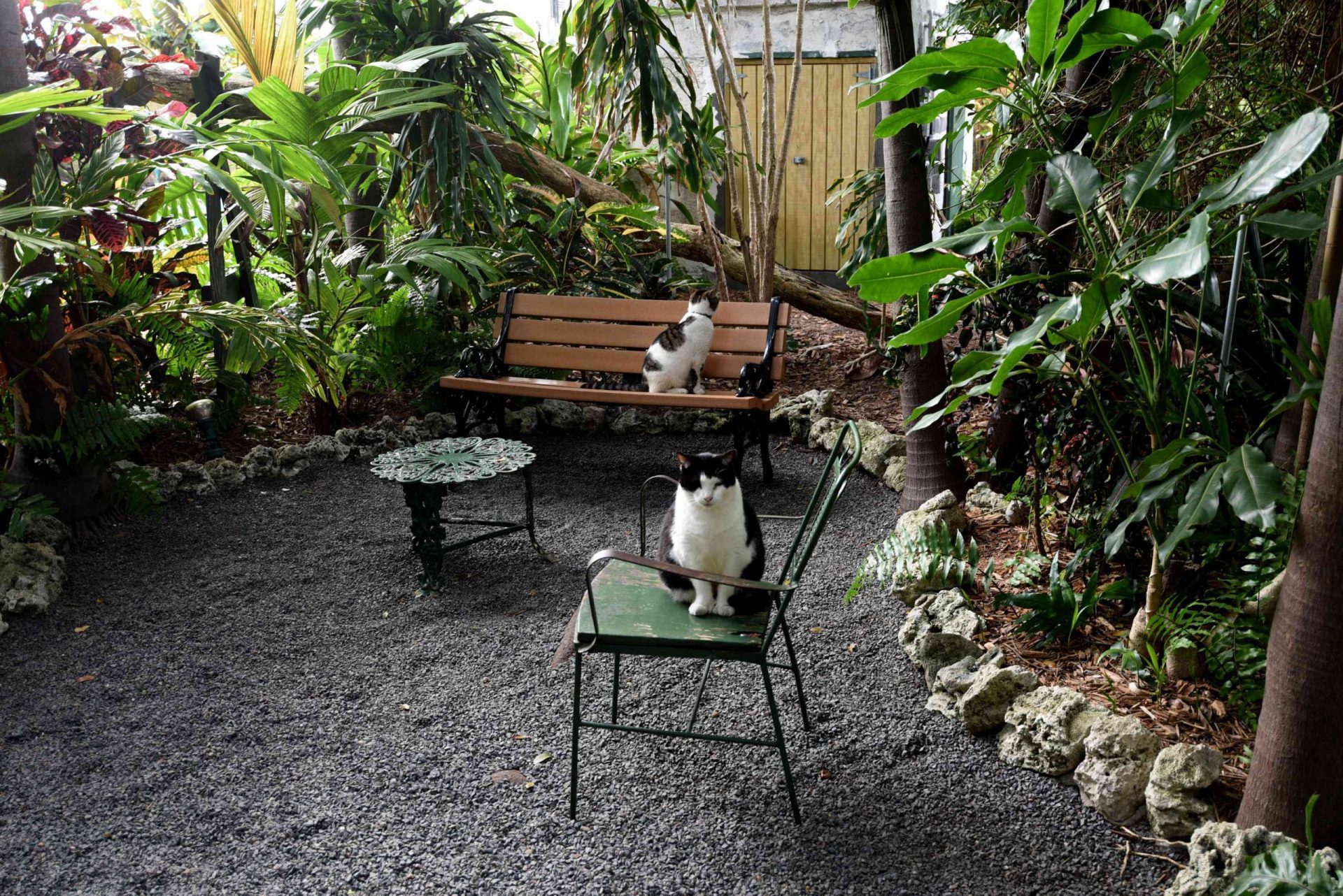 Gatos polidáctilos sentados en el jardín de la casa de Ernest Hemingway