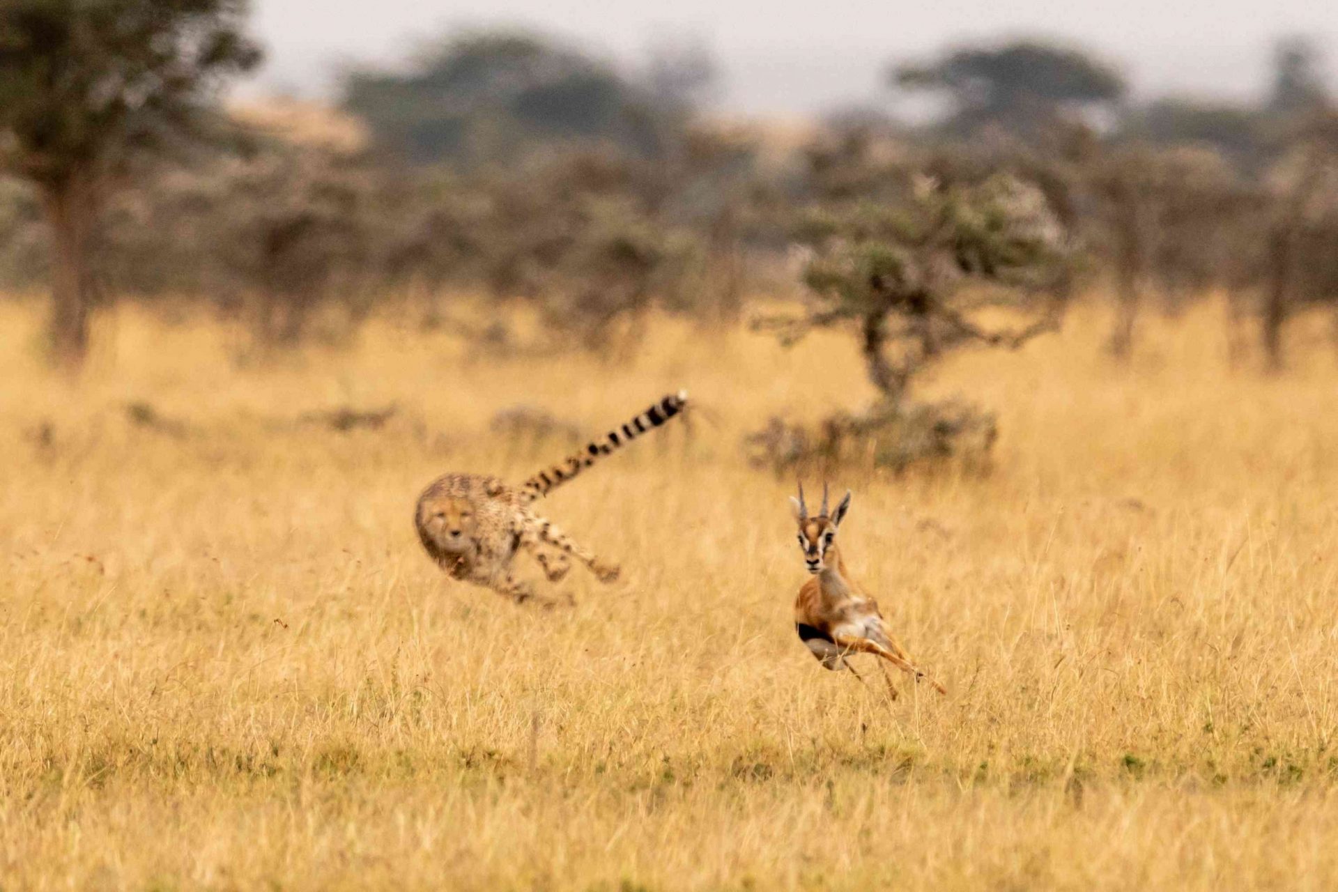 Gacela huyendo de un guepardo en Kenia
