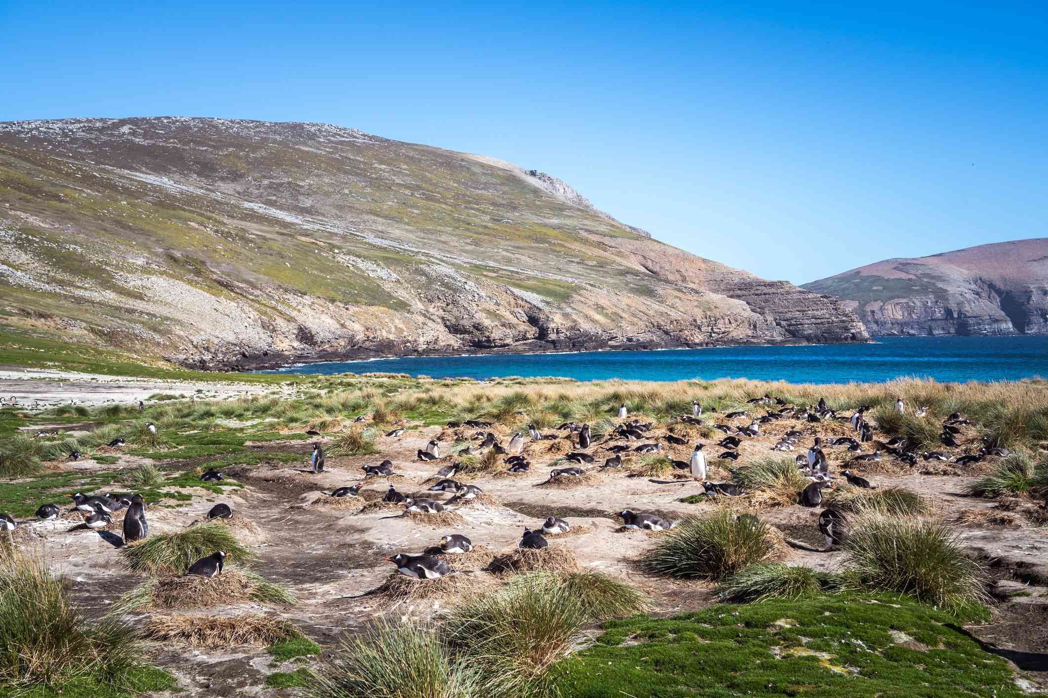 Una colonia de pingüinos papúa anida entre mechones de hierba en una playa