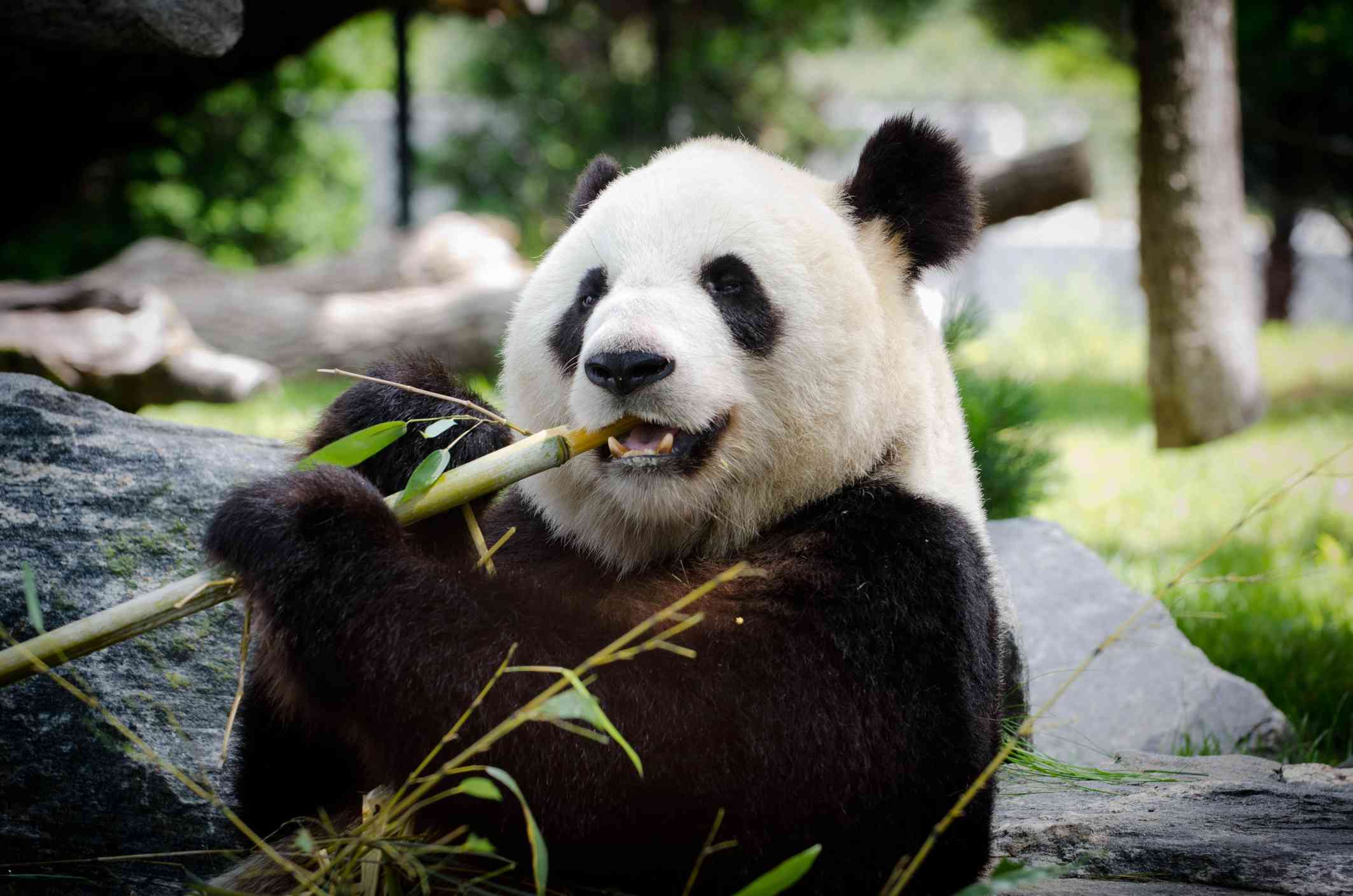 el panda gigante come bambú