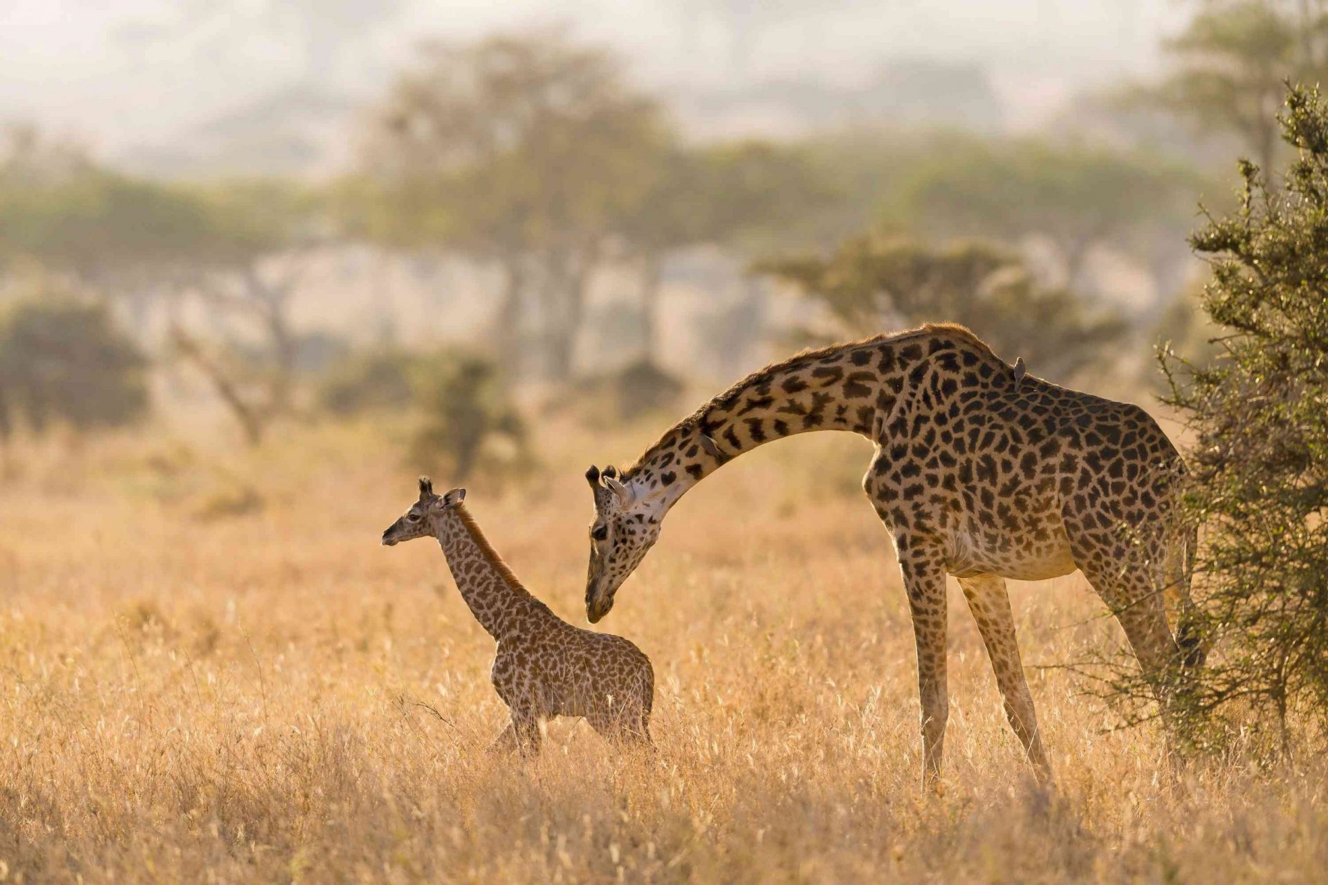 Cría de jirafa y madre en el Serengeti
