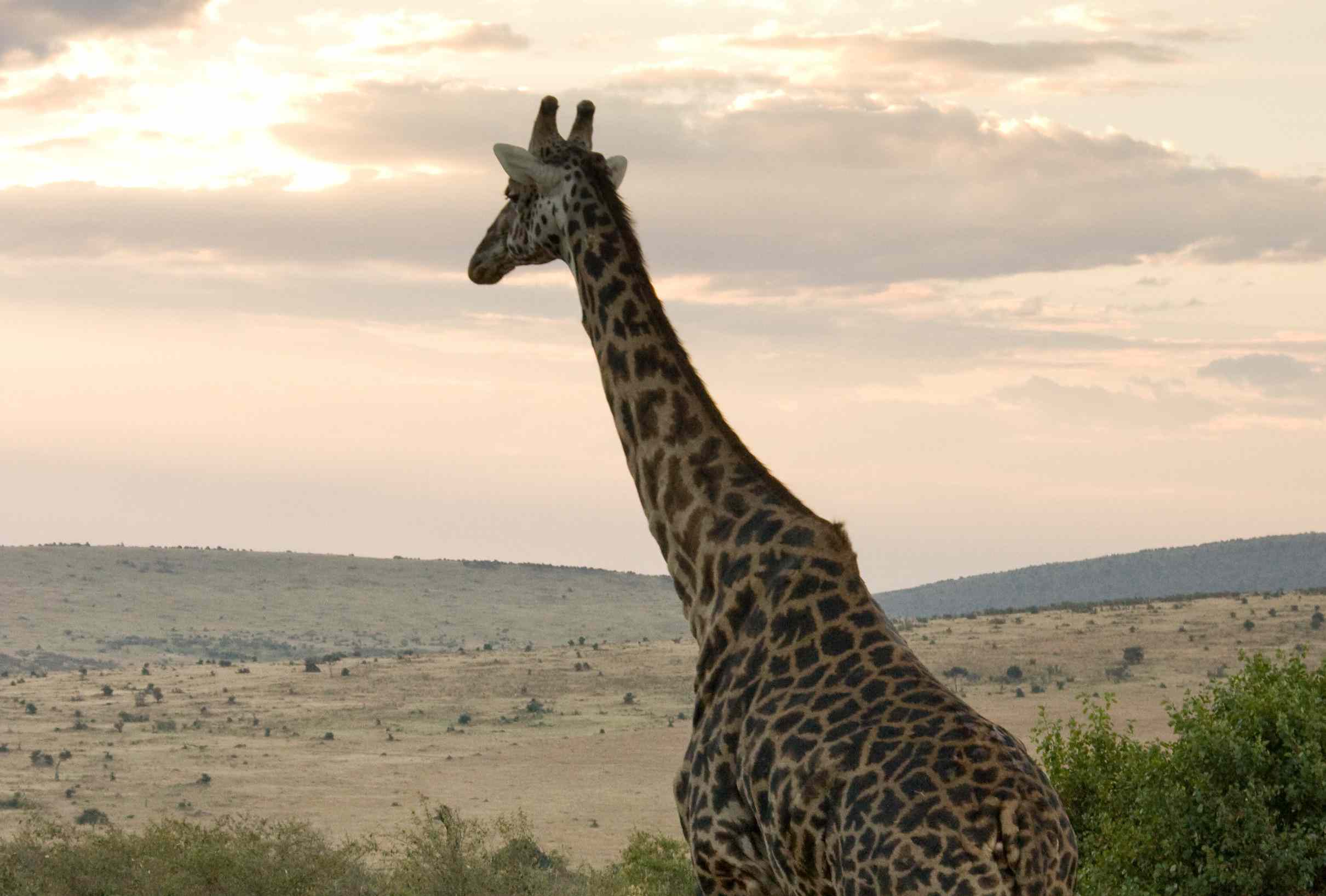 Jirafa caminando hacia la puesta de sol en Kenia