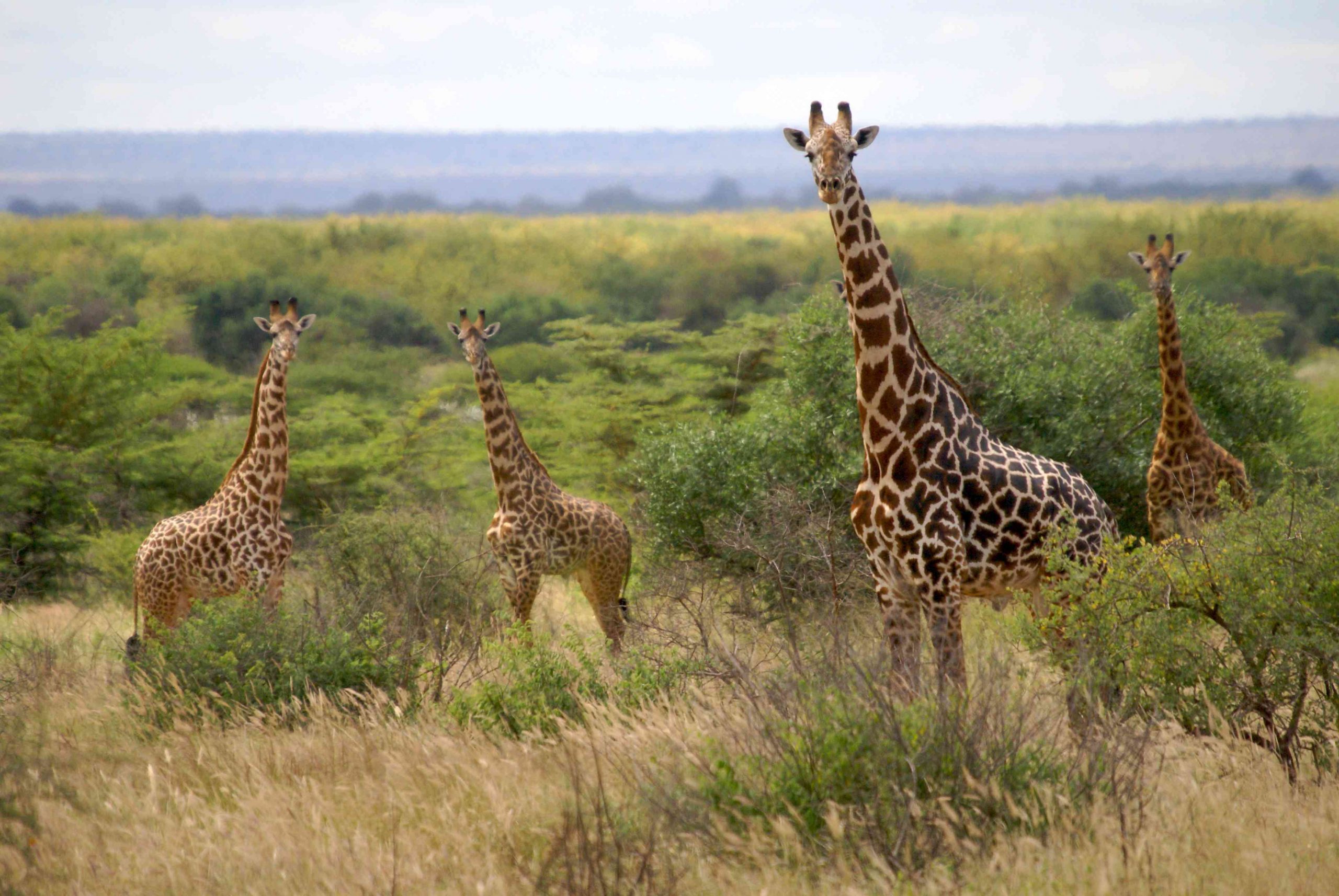 Grupo de jirafas en el Parque Nacional Mkomazi de Tanzania