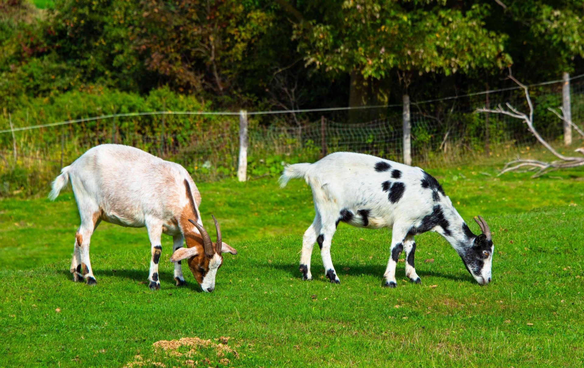 Cabras pastando en una granja