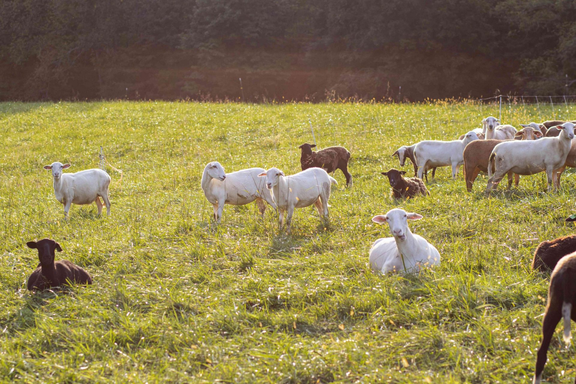 cabras y ovejas en un campo de hierba