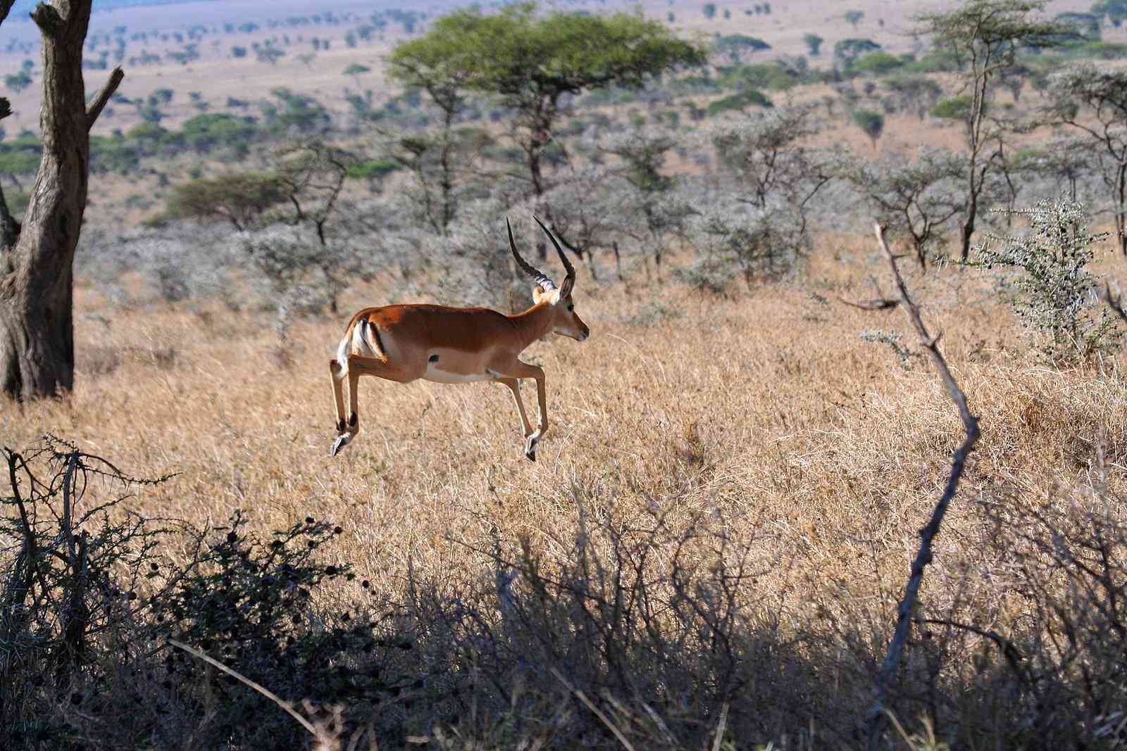 Una gacela de Grant pronuncia en el Parque Nacional del Serengeti de Tanzania