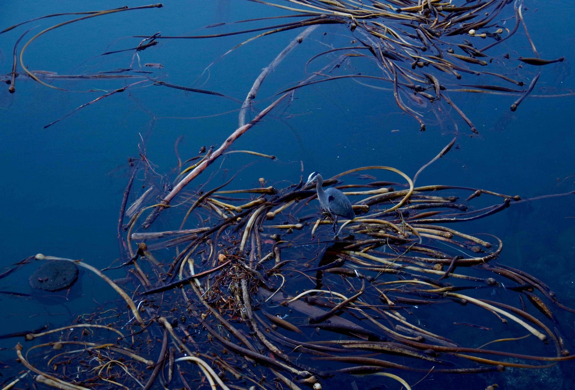 Garza azul pescando entre algas a la deriva