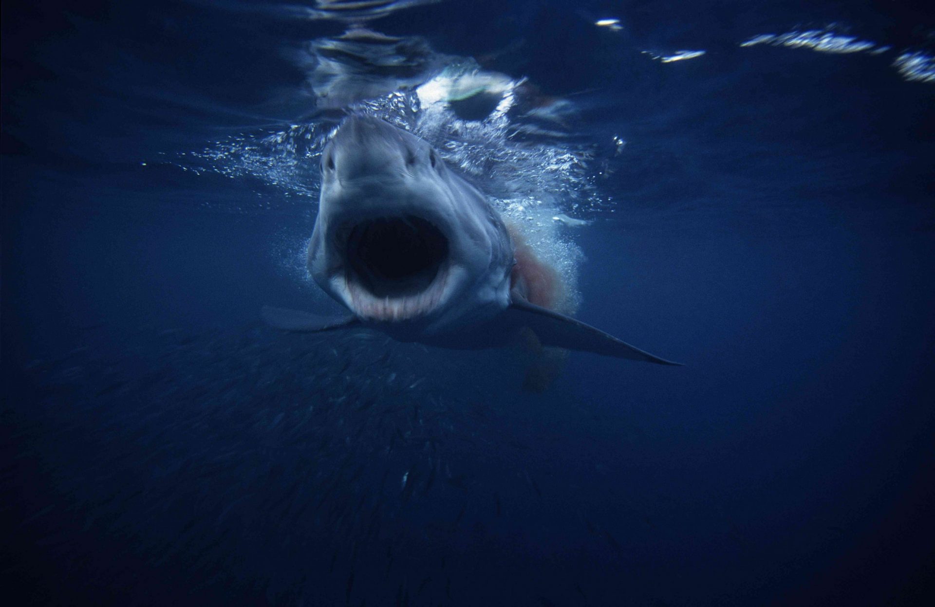 gran tiburón blanco,carcharodon carcharias,tragando cebo,sur de australia