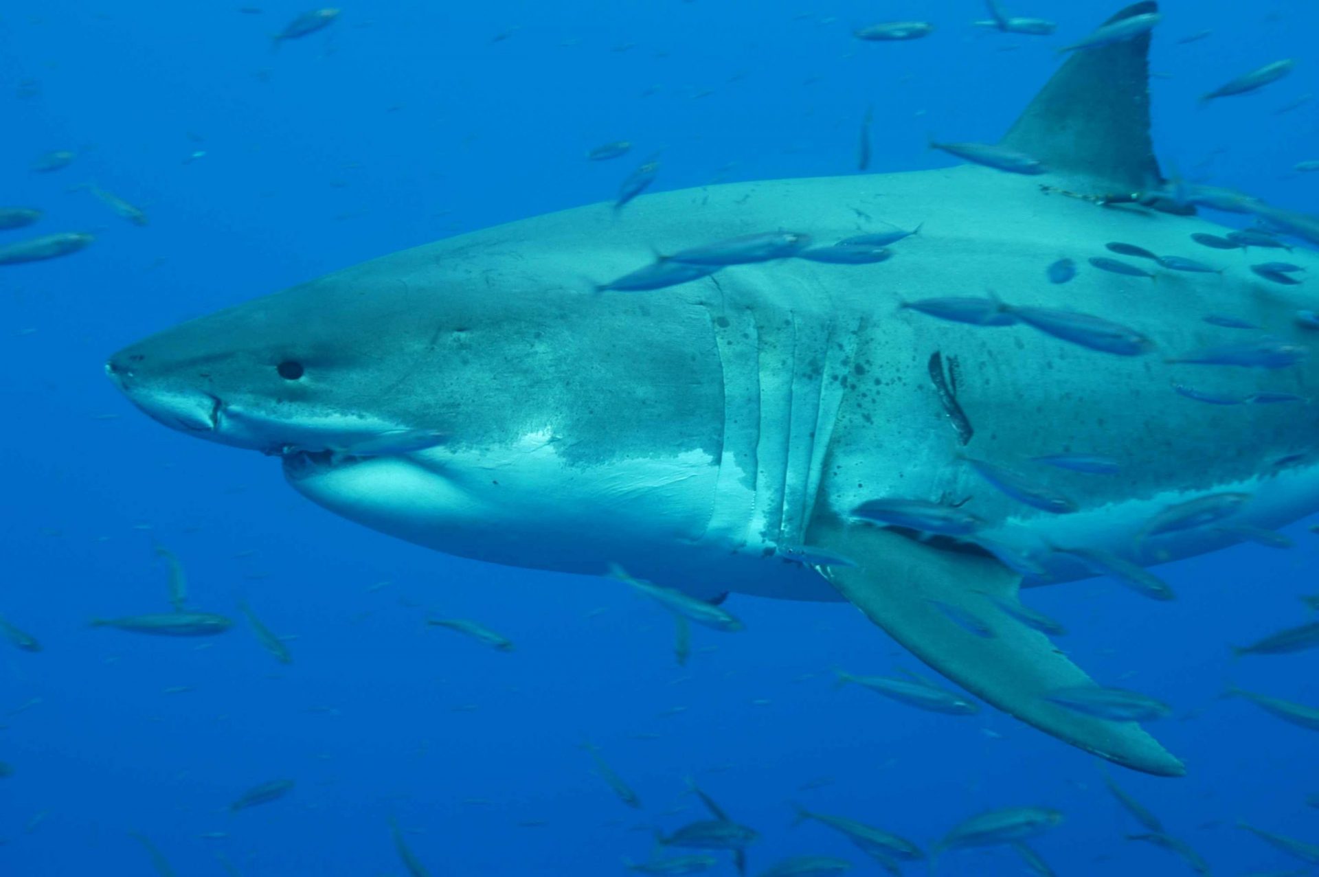 El gran tiburón blanco nada entre peces de cebo