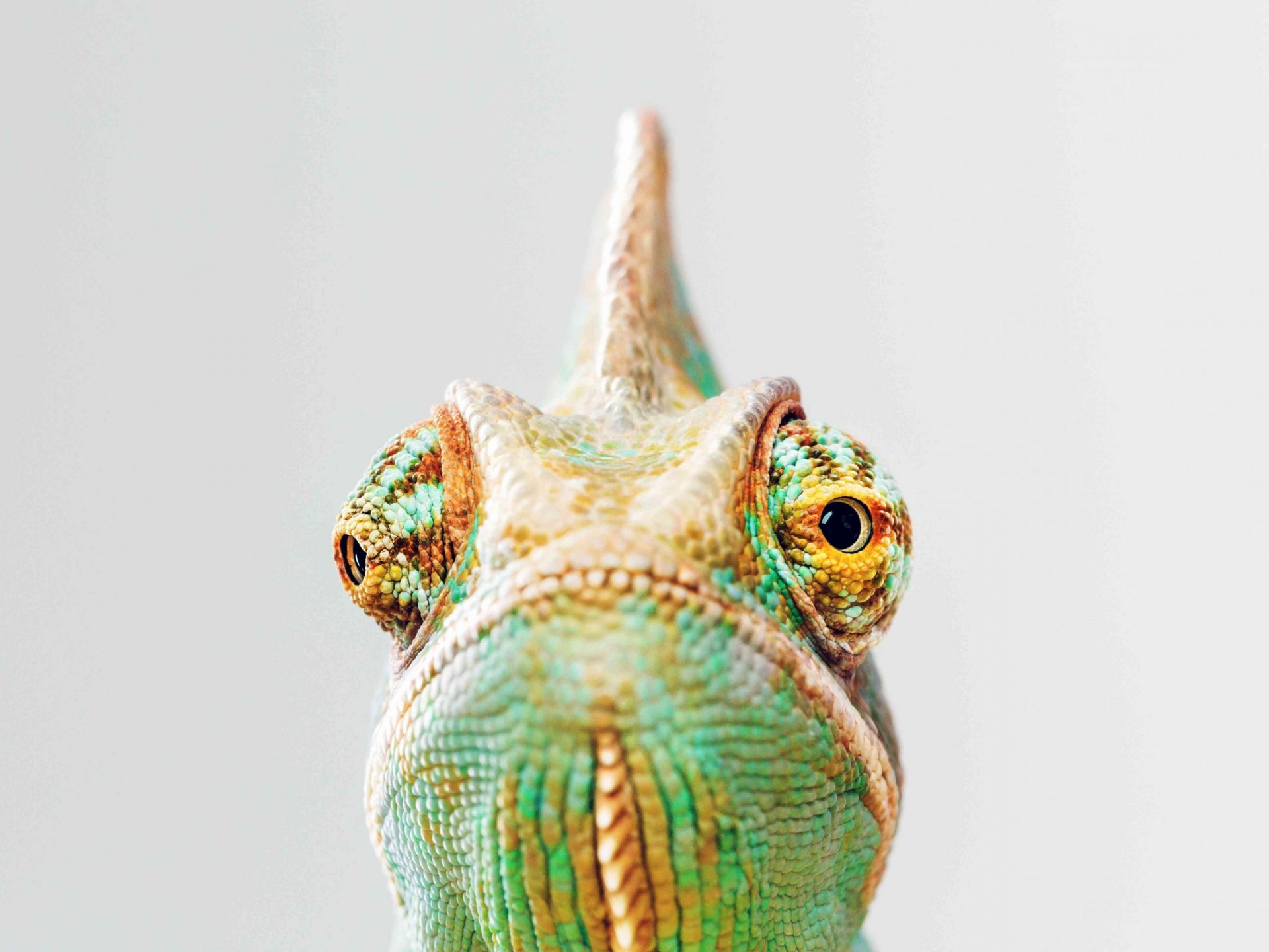 Retrato de camaleón verde