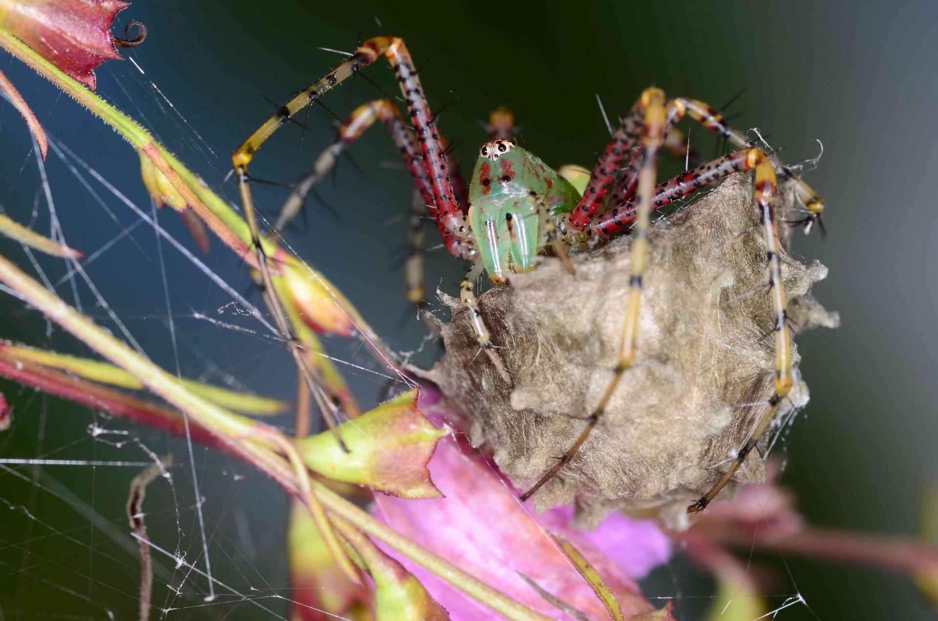 Una araña lince verde mira a la cámara mientras protege su saco de huevos en el condado de Franklin, Florida