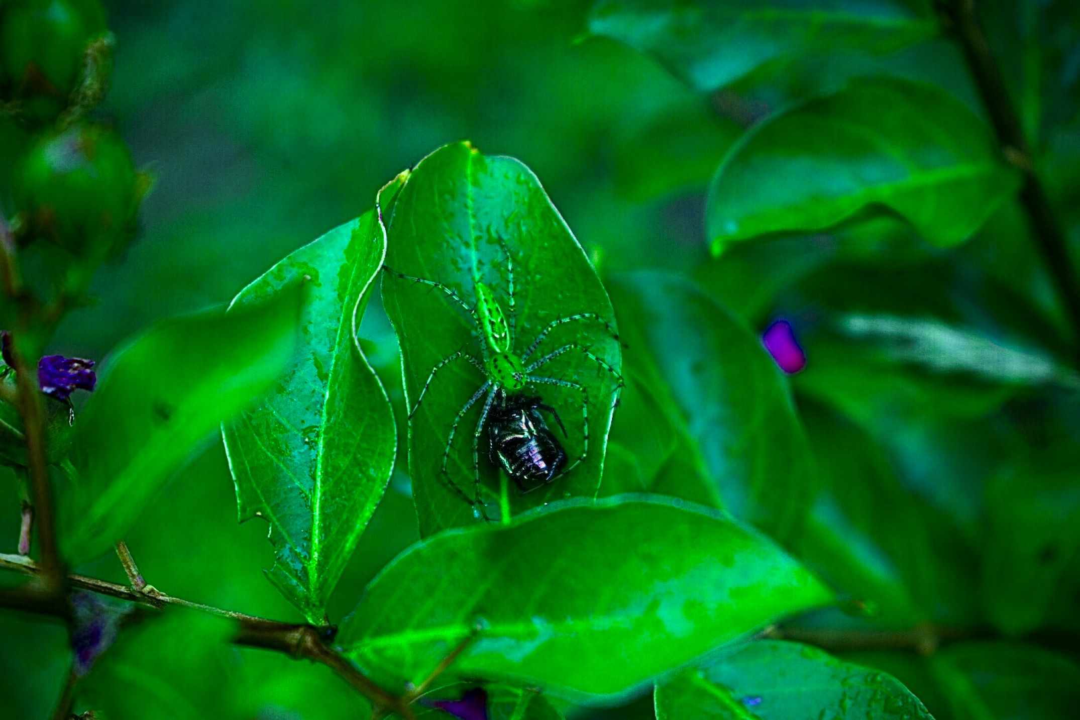 Una araña lince verde captura un escarabajo japonés en Carolina del Norte