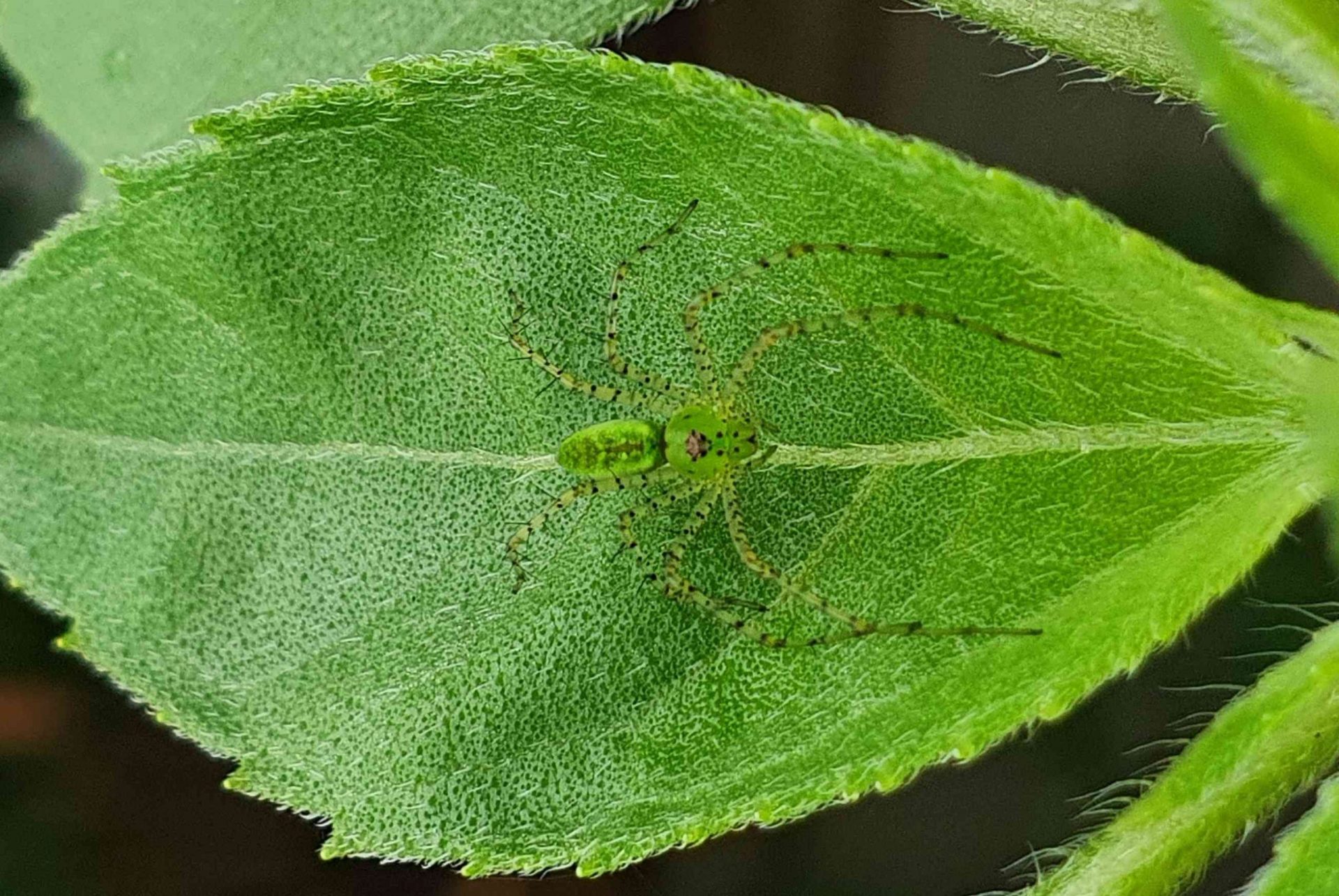 la araña lince verde se camufla en una hoja verde