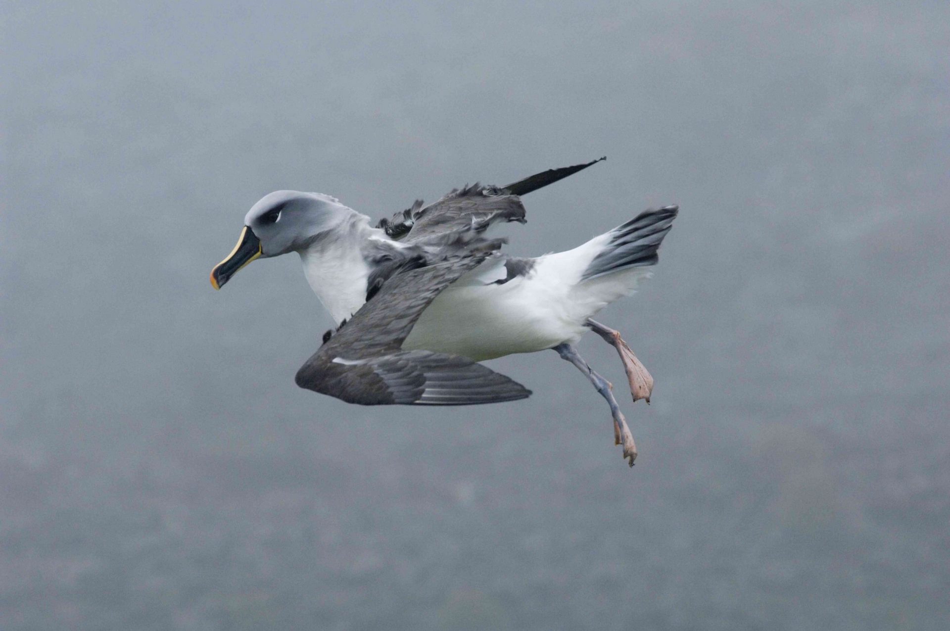 Albatros de cabeza gris (Diomedea chrysostoma) en vuelo