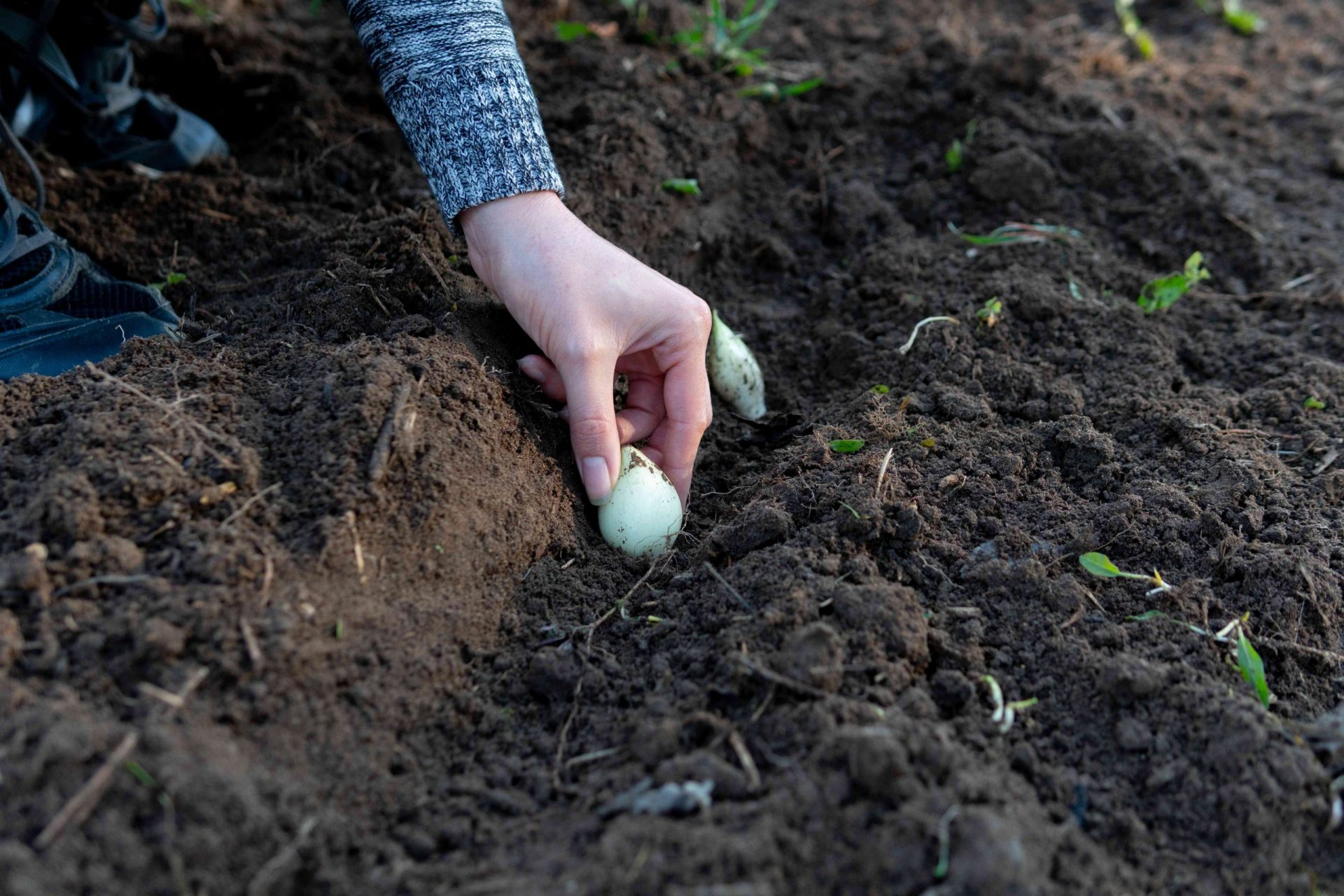 la mano planta el bulbo de la cebolla en la tierra negra