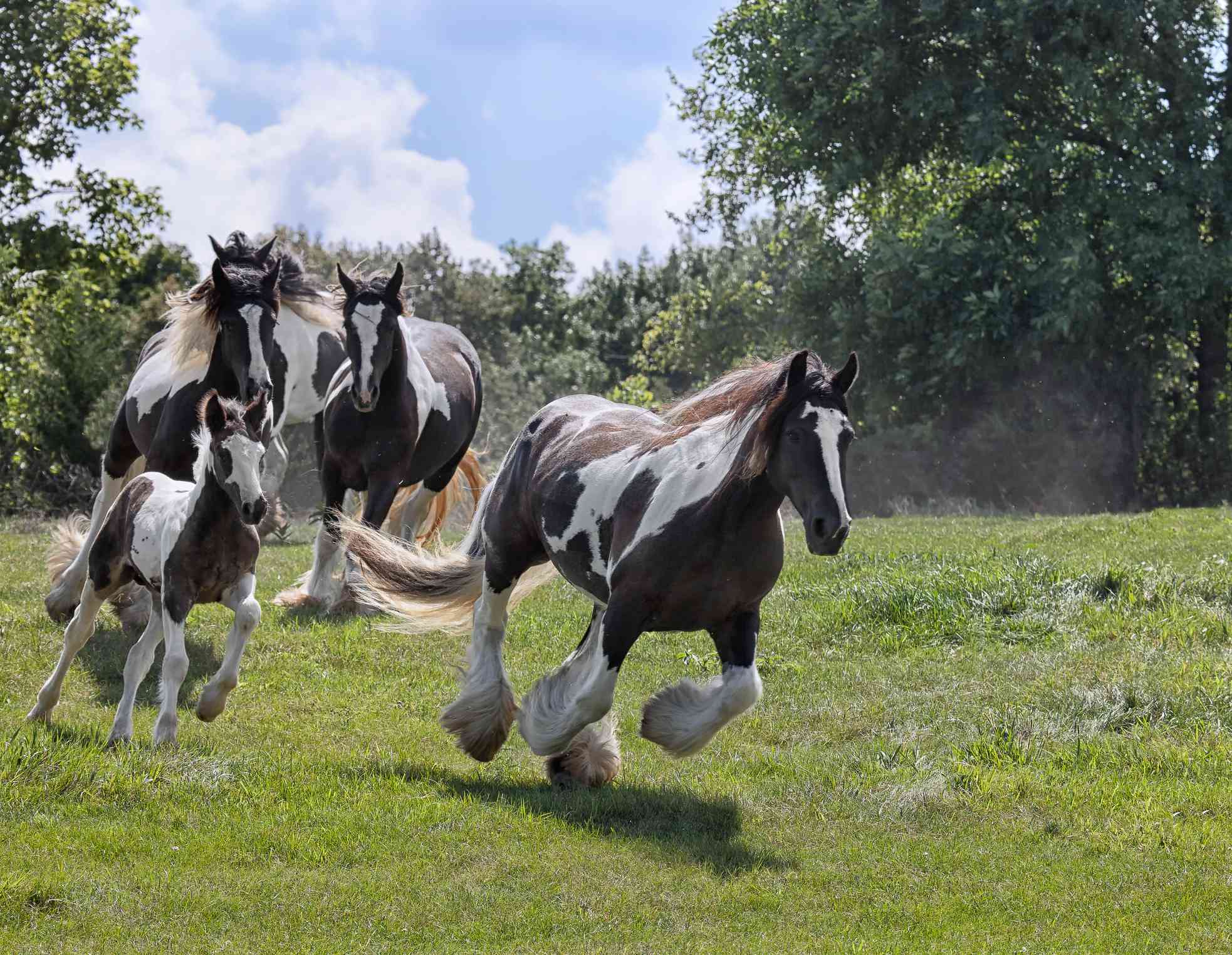 Una banda de caballos marrones y blancos corre desenfrenadamente por un campo cubierto de hierba