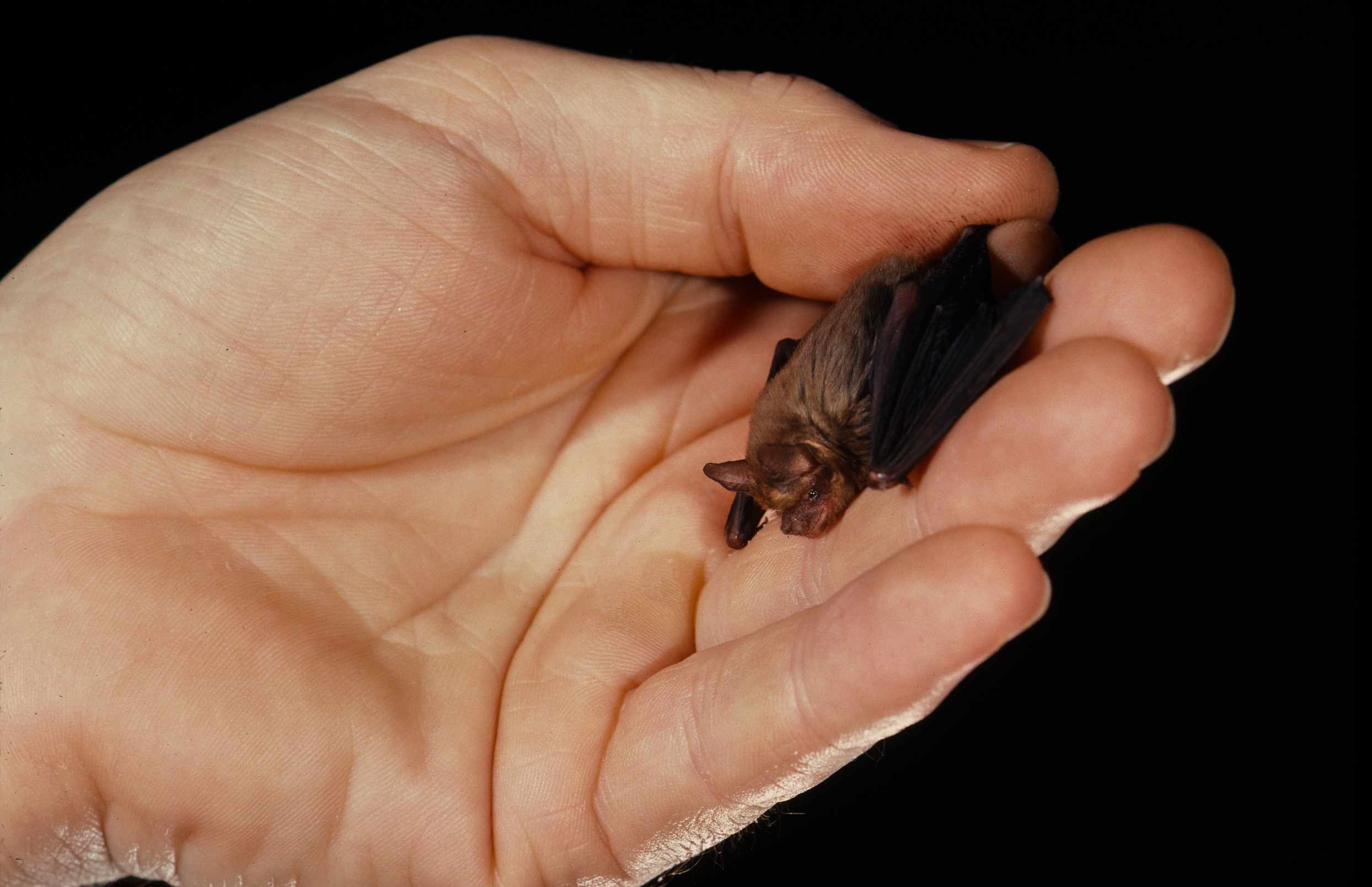primer plano de una mano sosteniendo un diminuto murciélago de nariz de cerdo