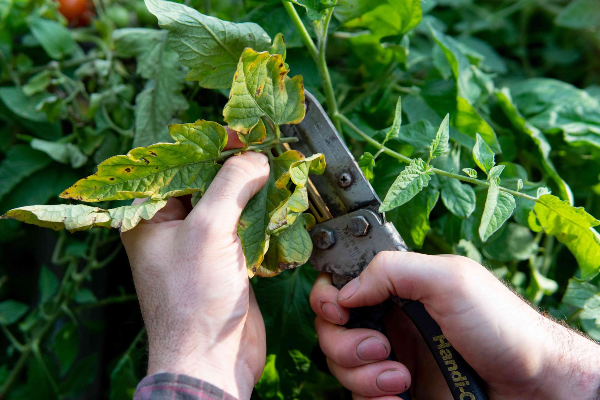 dos manos cortan las plantas con una herramienta metálica