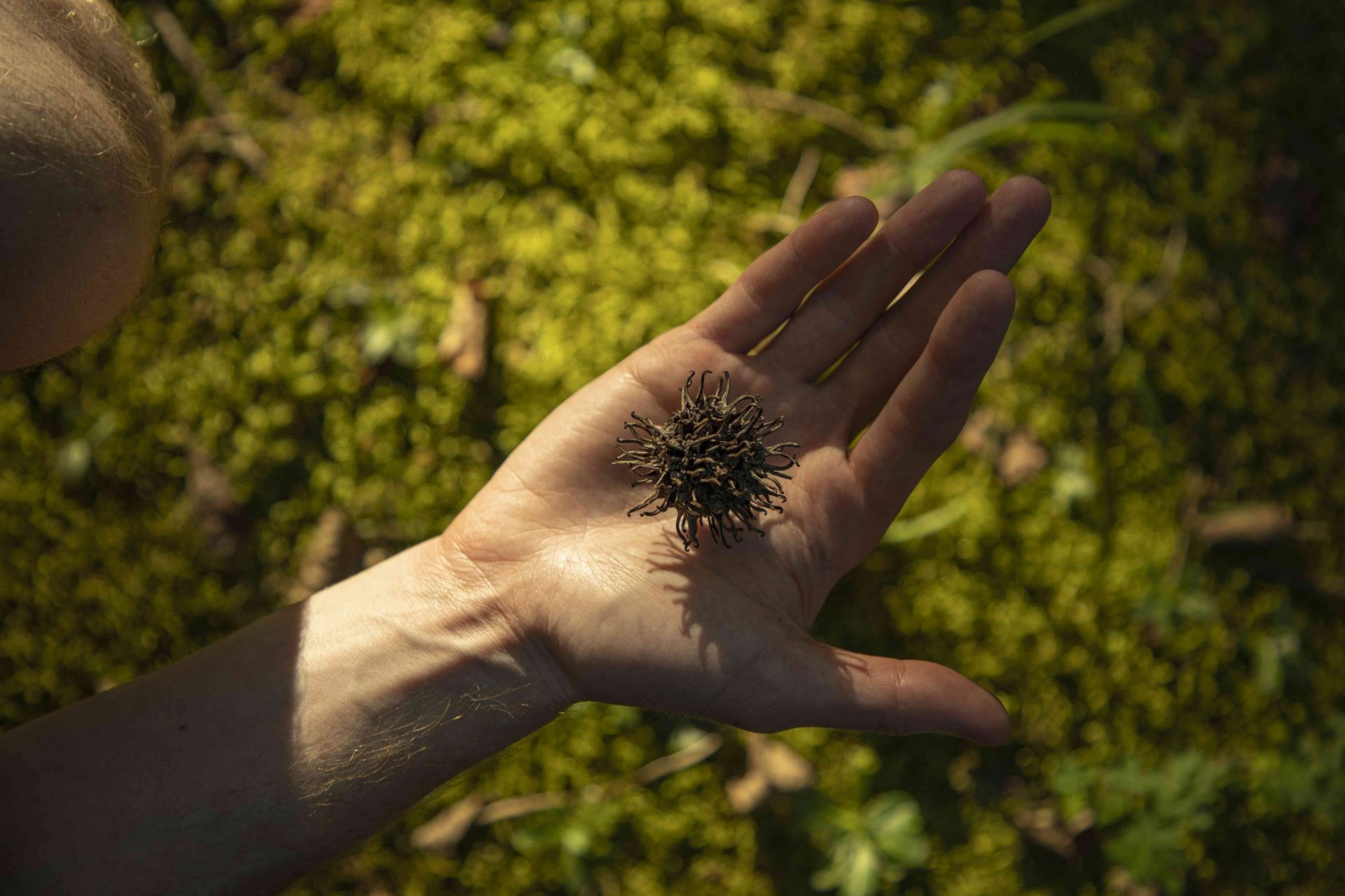 mano abierta mostrando una semilla espinosa