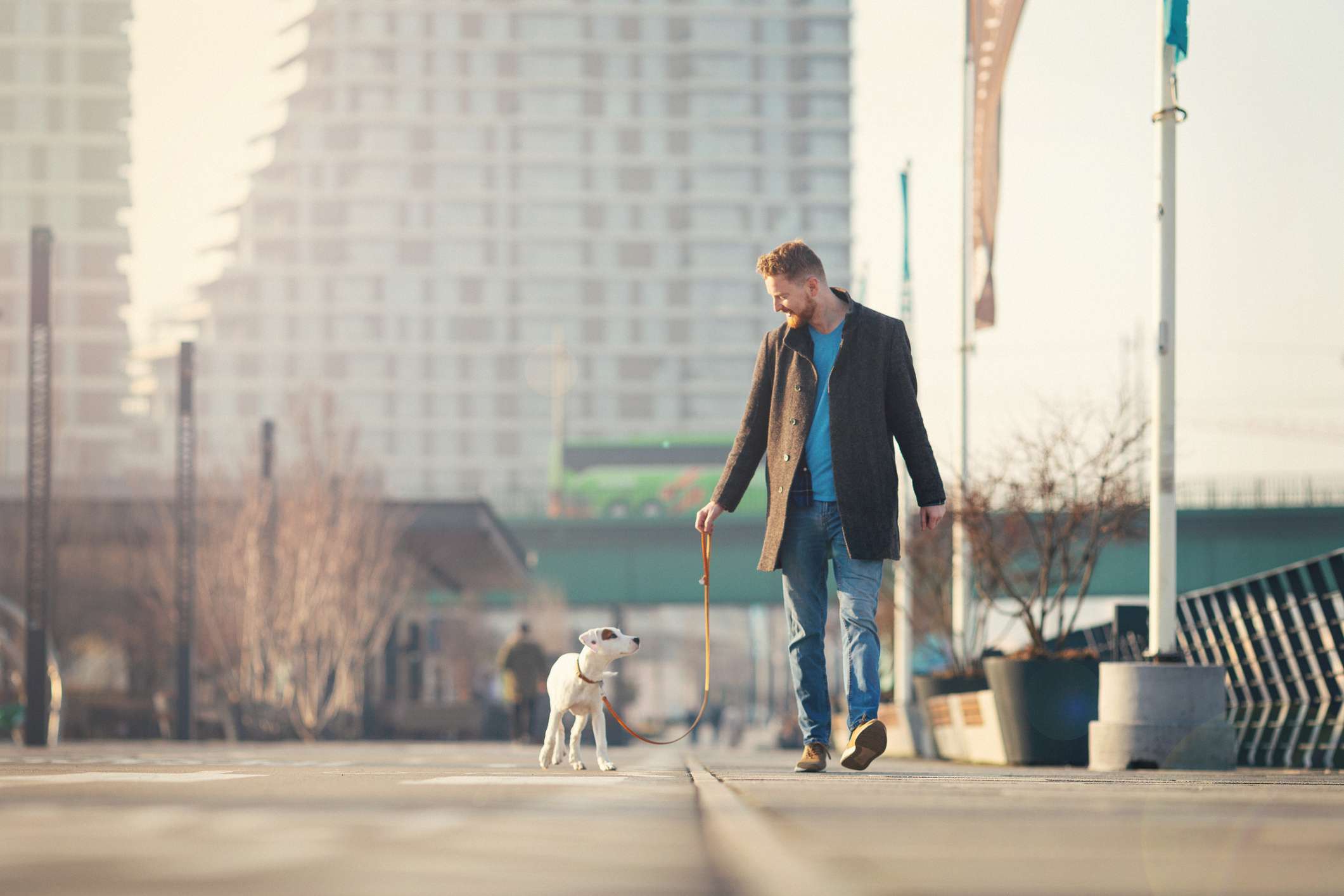 El perro se centra en su dueño mientras pasea por la ciudad