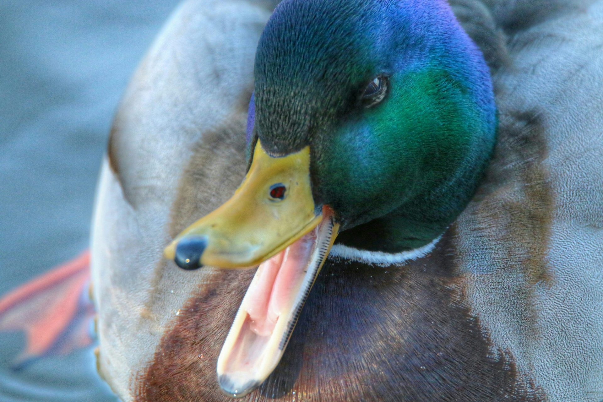 Vista en ángulo alto de un pato azulón con la boca abierta, mostrando su lengua