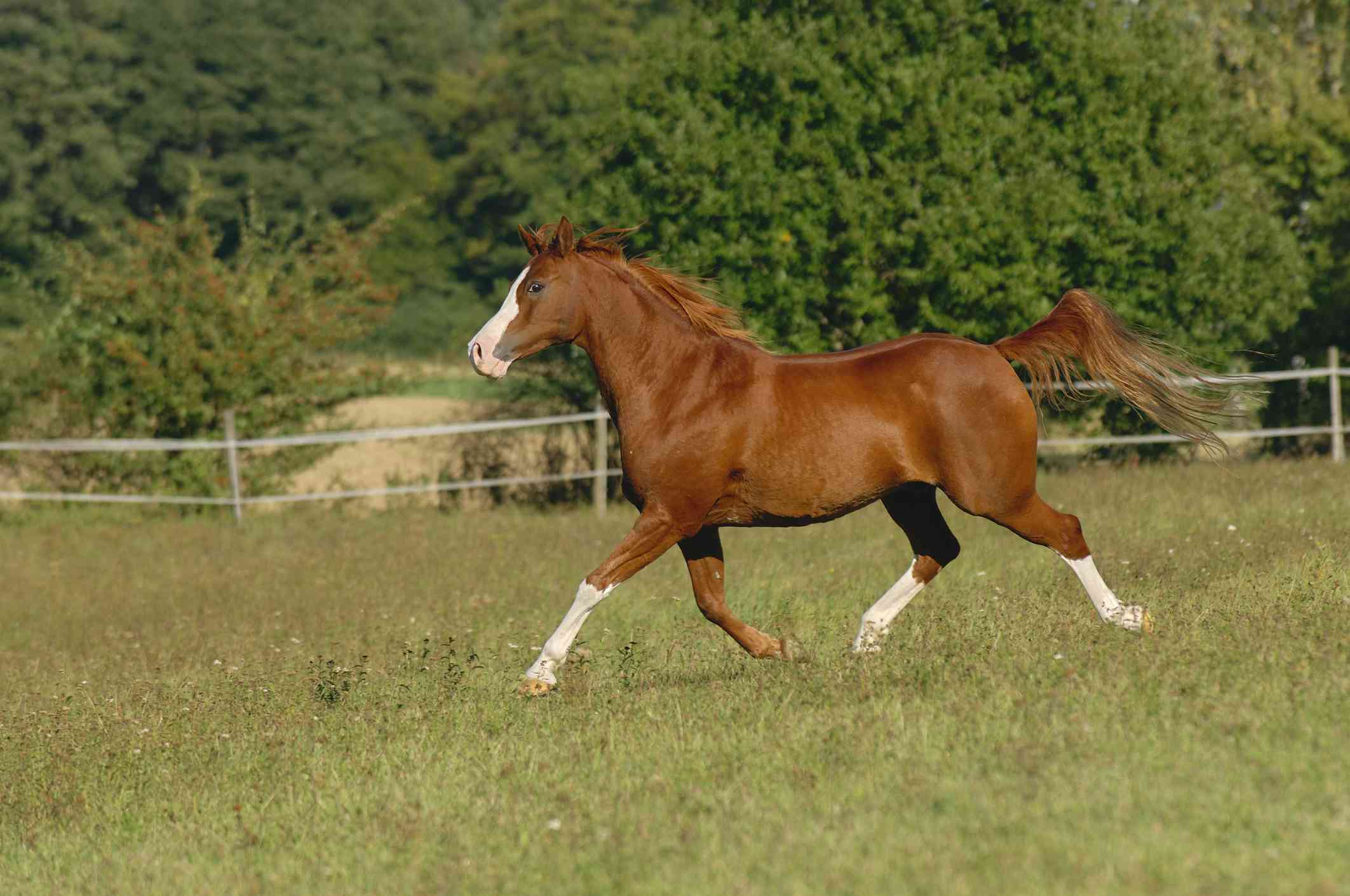 majestuoso caballo árabe bronceado con marcas blancas trota cuesta abajo en un campo
