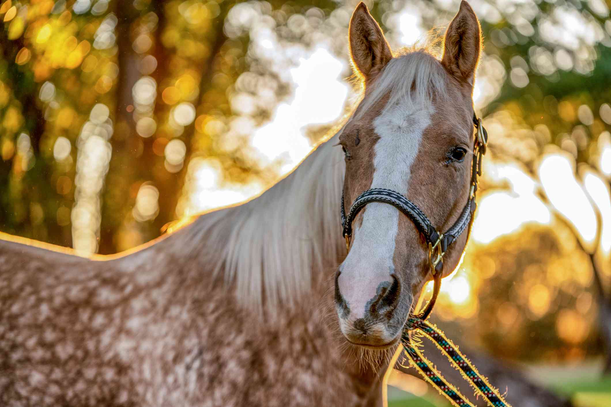 caballo moteado de blanco y fuego con las orejas levantadas mientras se pone el sol