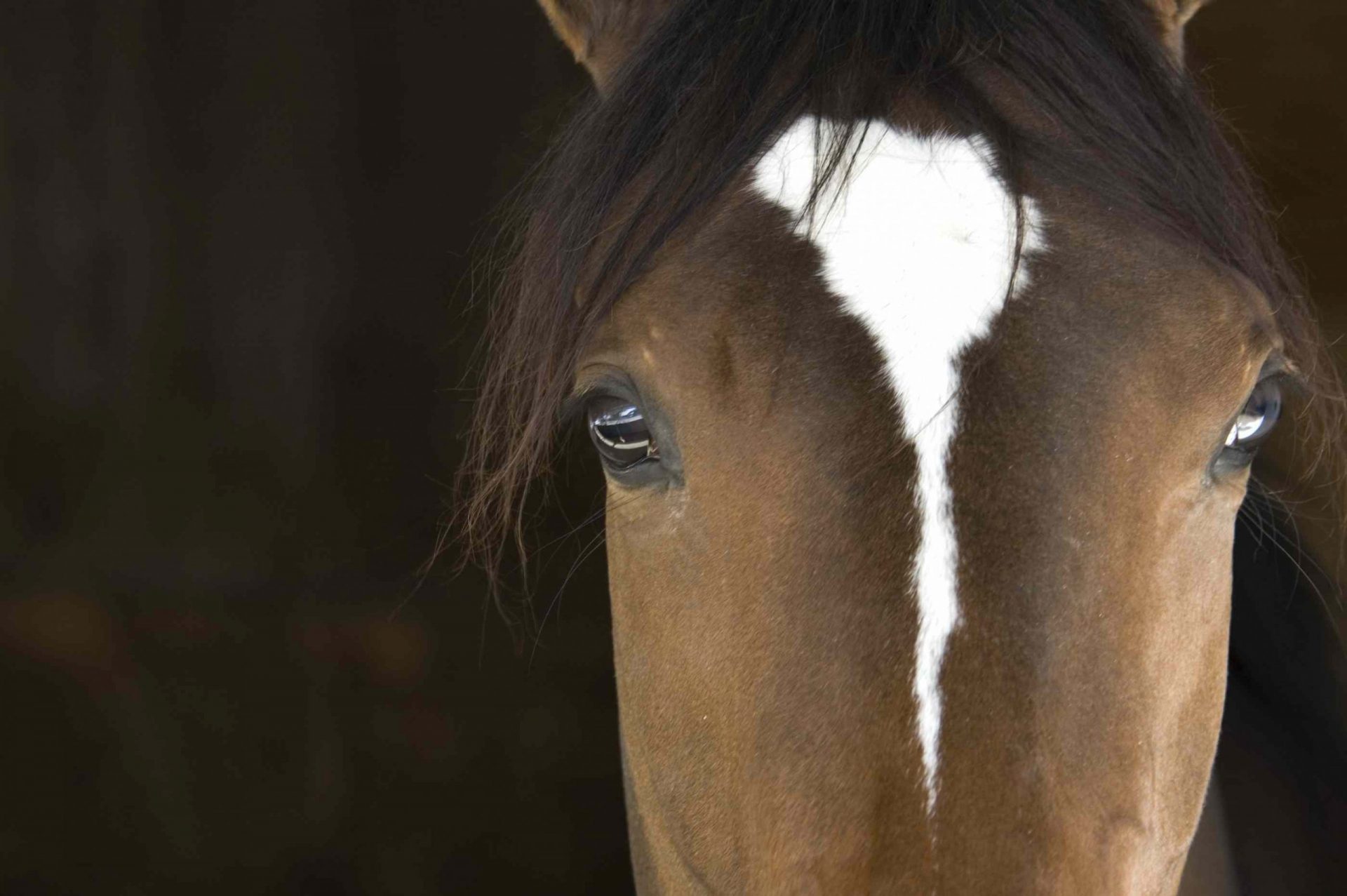 vista frontal de cerca de la cara de un caballo que muestra los grandes ojos separados a los lados de la cabeza