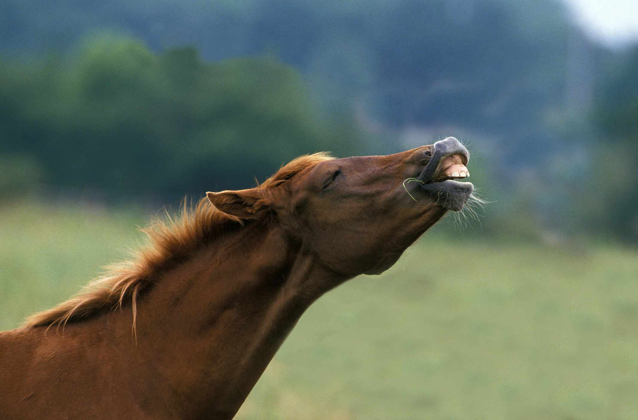 El caballo marrón estira el cuello para inclinar la cabeza hacia arriba, mostrando los dientes superiores