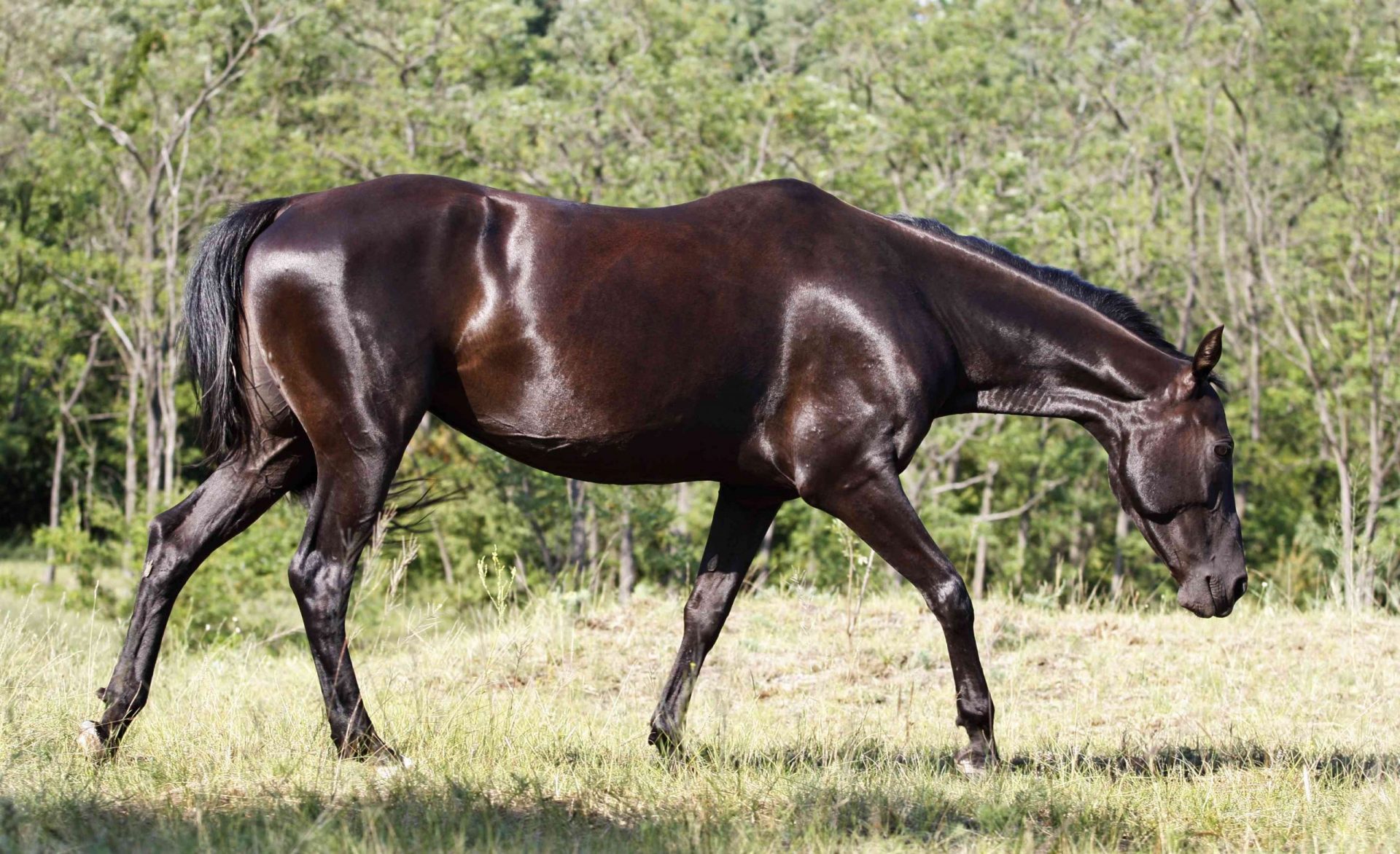 perfil de caballo marrón oscuro con pelaje brillante andando