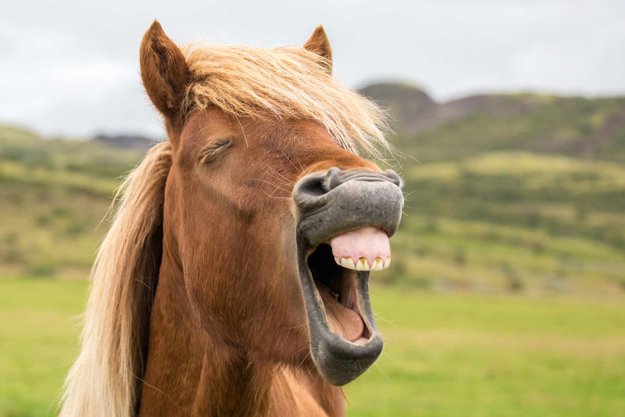 primer plano de la cara de un caballo con la boca abierta mostrando sus pequeños dientes