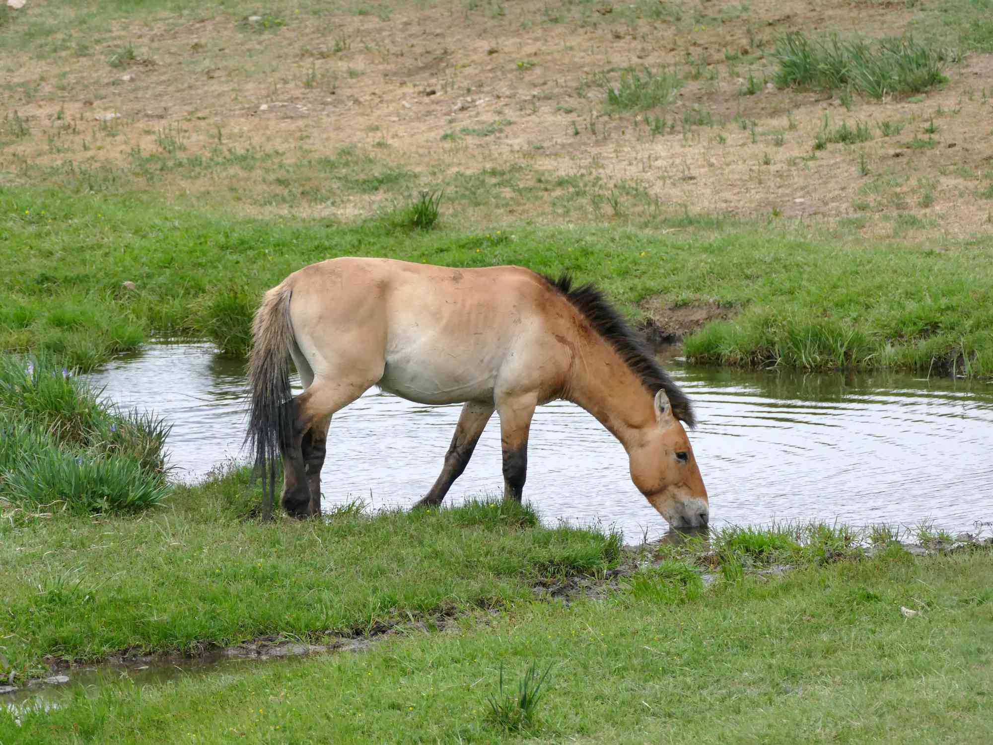 El caballo de Przewalski de color canela claro se agacha para beber agua rodeado de hierba verde
