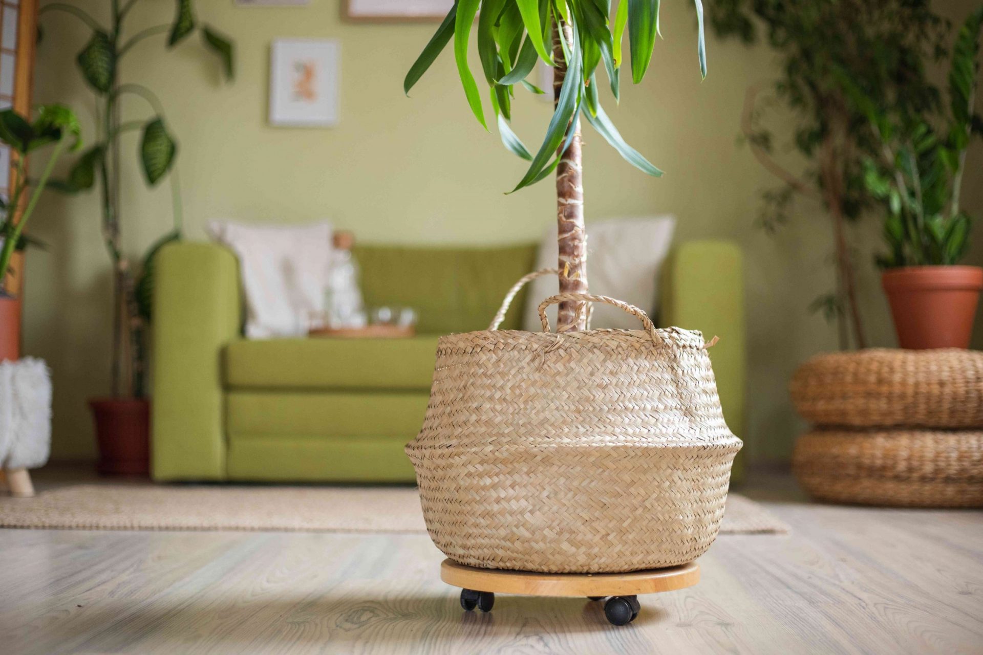 una gran planta de interior en una cesta de mimbre sobre una bandeja de madera con ruedas para desplazarse
