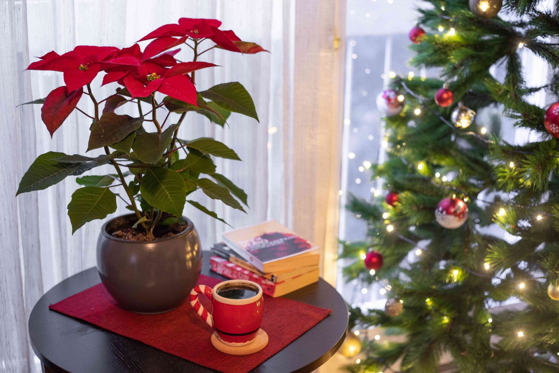 poinsettia con té caliente cerca del árbol de Navidad