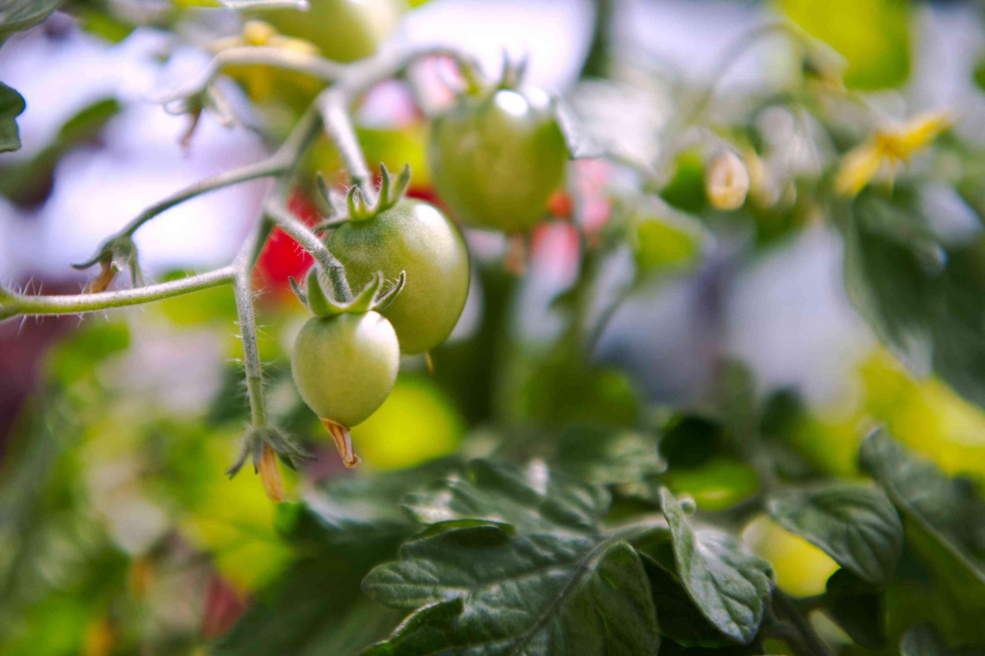 vista cercana de tomates verdes madurando en la vid en un pequeño jardín