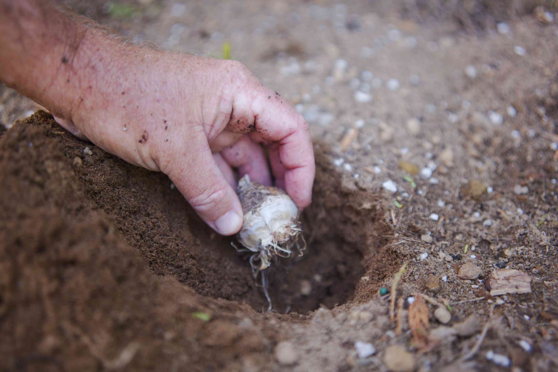 la mano coloca el bulbo blanco en un agujero recién cavado en la tierra del jardín