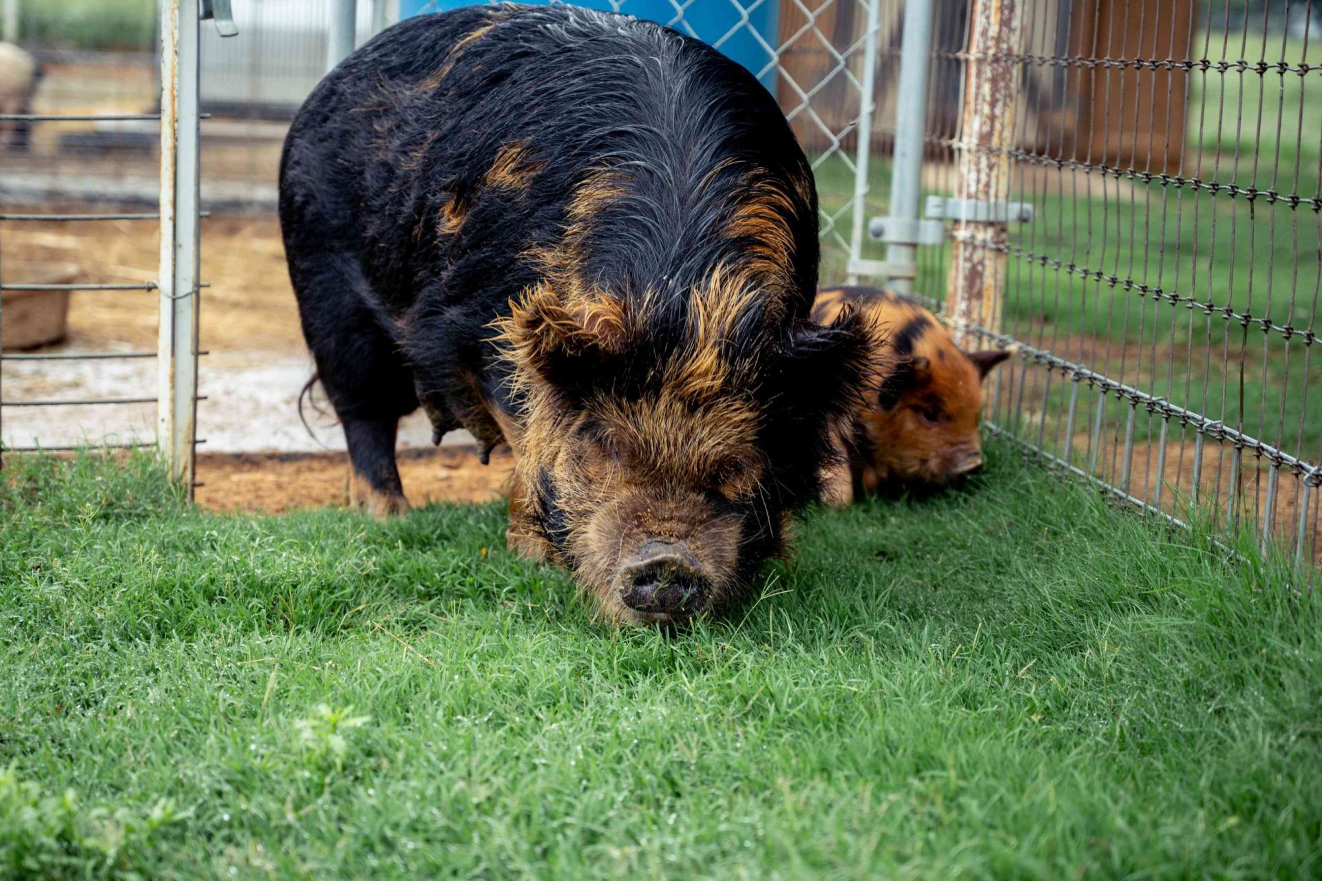 cerdo atigrado de pelo largo con su bebé oliendo la hierba en un pequeño corral de alambre