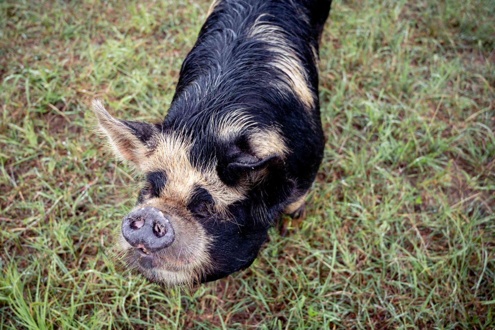 Cerdo atigrado con manchas en la hierba mirando al espectador