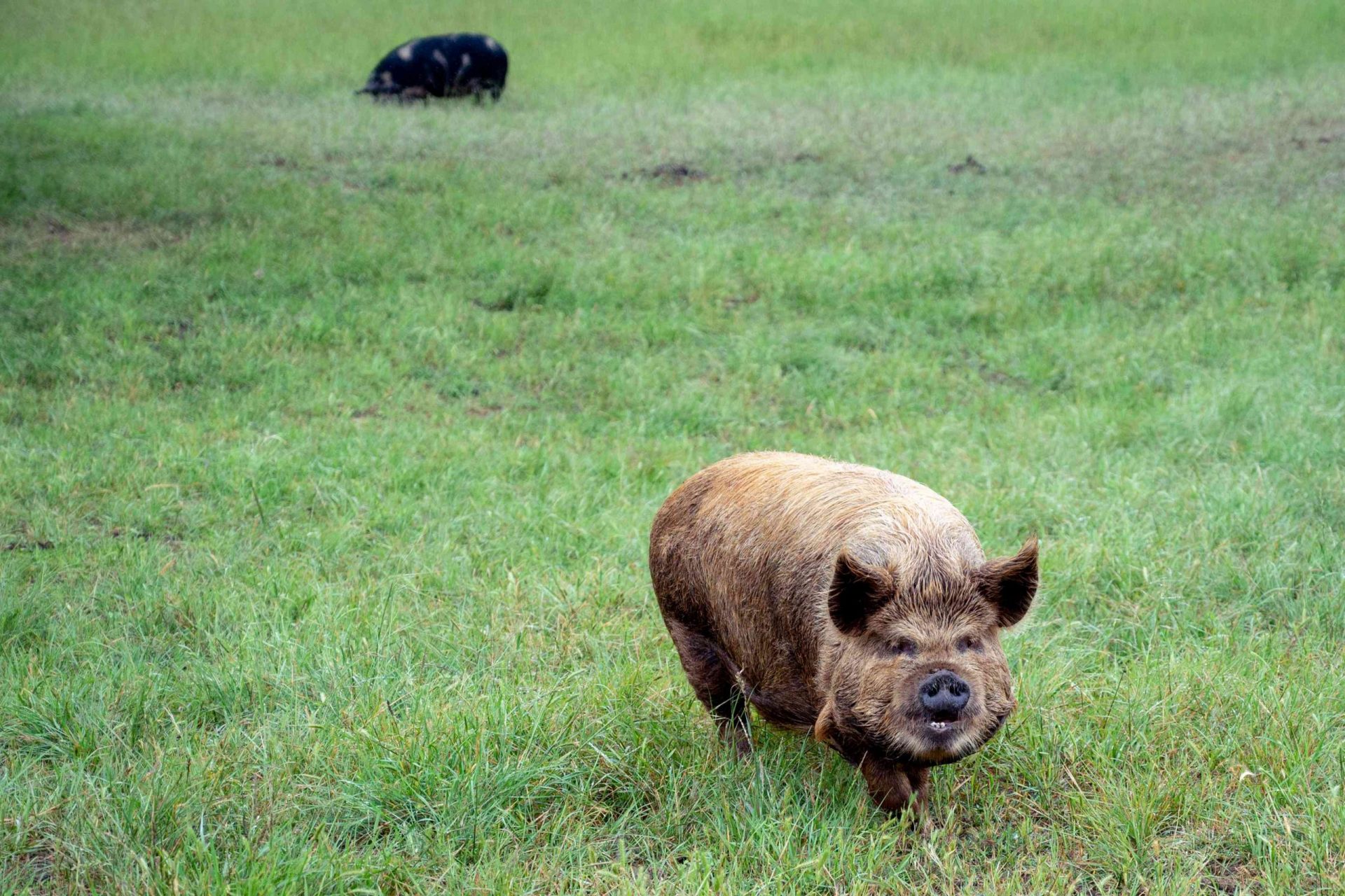 gran cerdo marrón desaliñado se pasea por un campo de hierba abierto con un cerdo negro de fondo