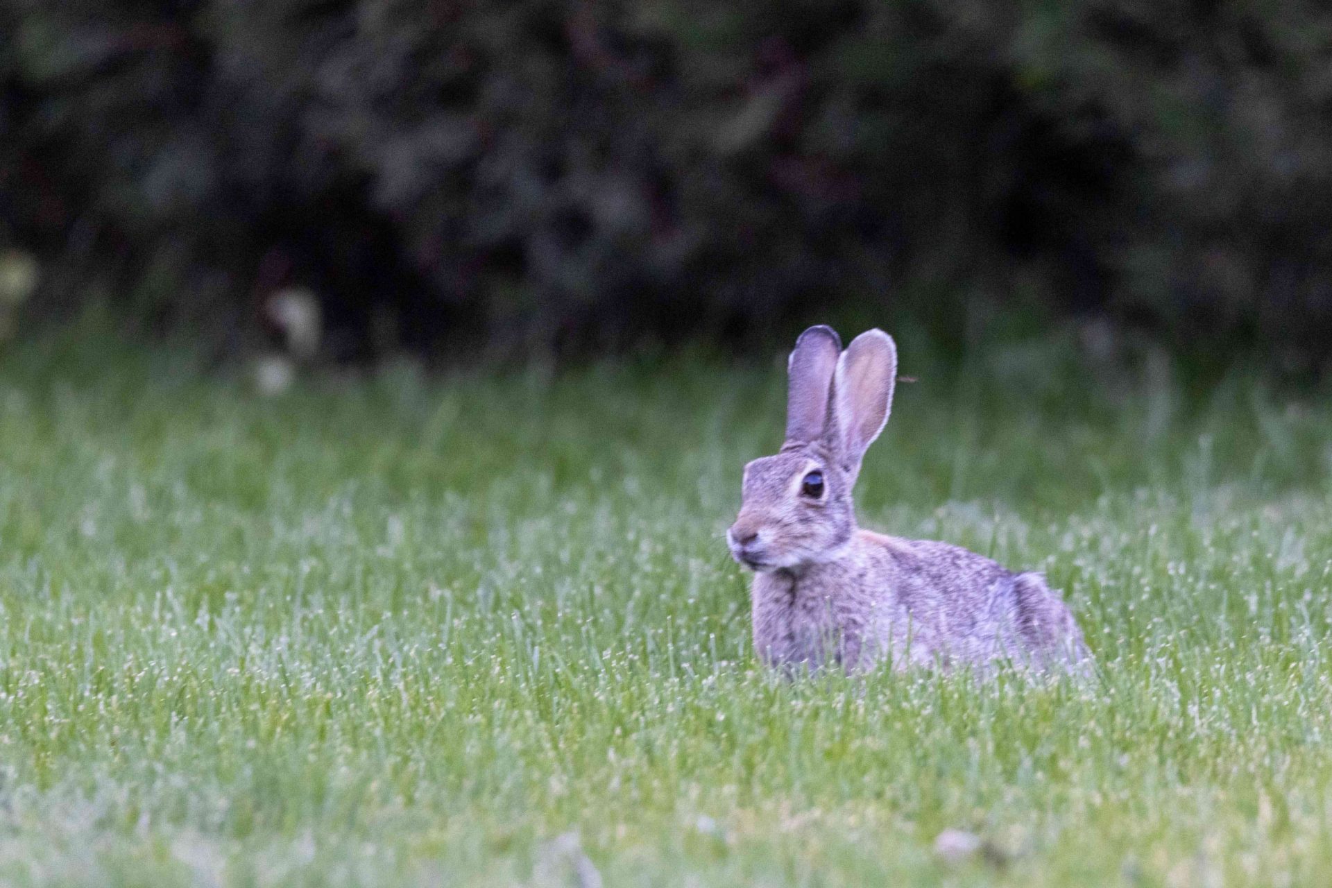 un pequeño conejo salvaje se asoma al patio trasero con arbustos al fondo
