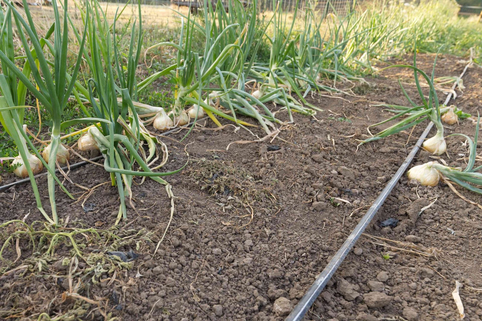 Instalación de riego por goteo en un jardín lleno de ajos en crecimiento
