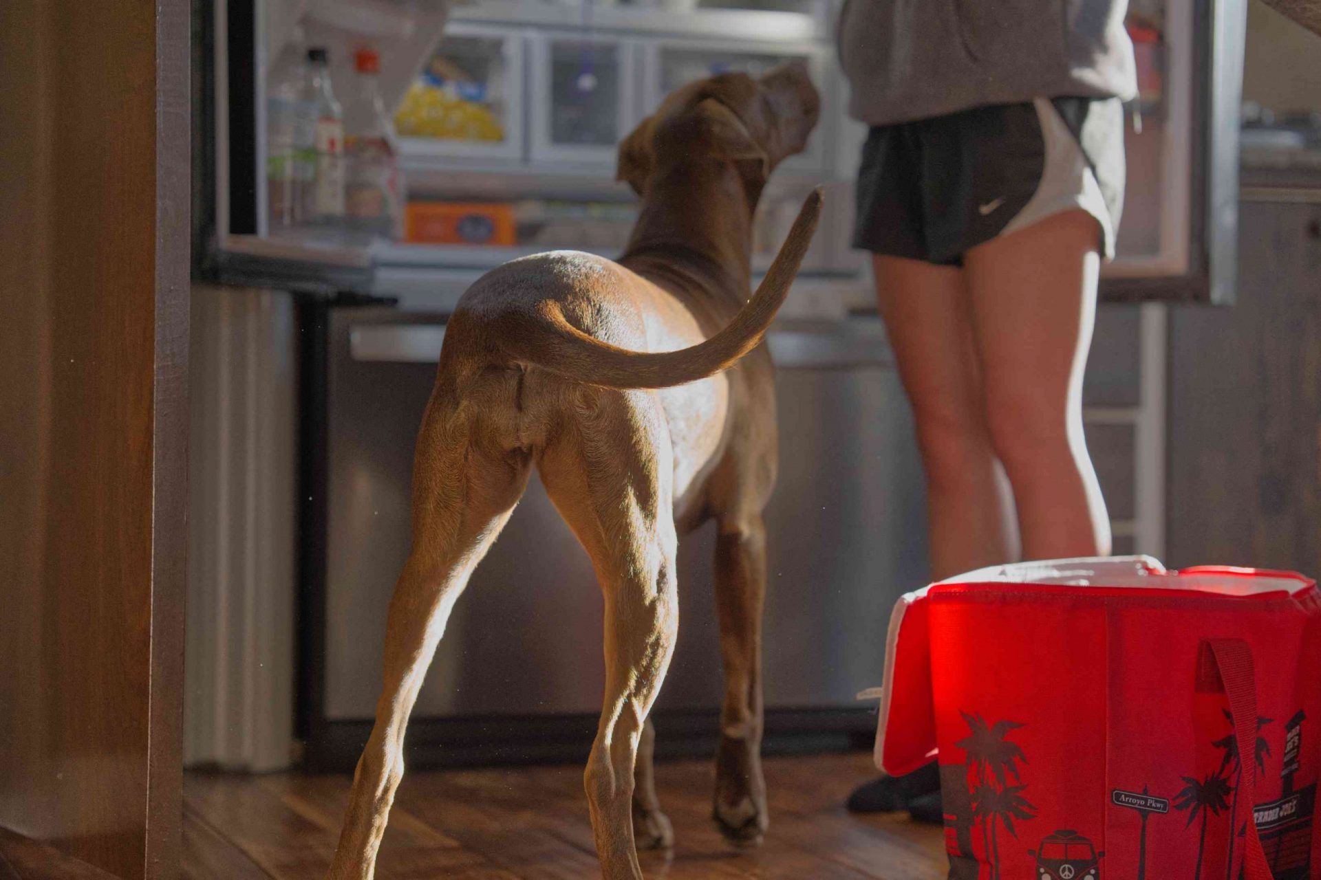 perro alto y atlético de color marrón mueve la cola mientras su dueño abre la puerta de la nevera