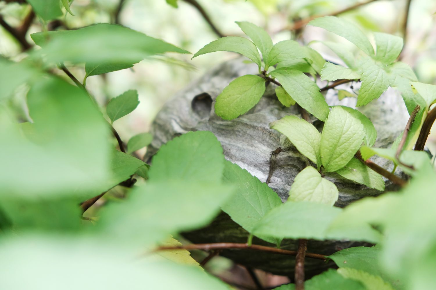 avispero gris y nido de avispas escondido en un arbusto en el exterior