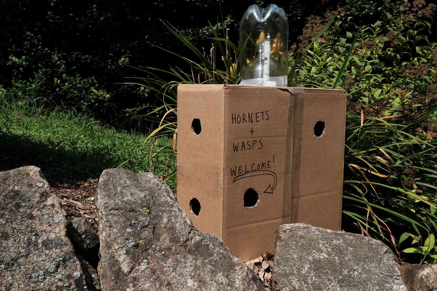 una trampa casera para avispas y avispones hecha con viejas botellas de refresco y cajas de cartón