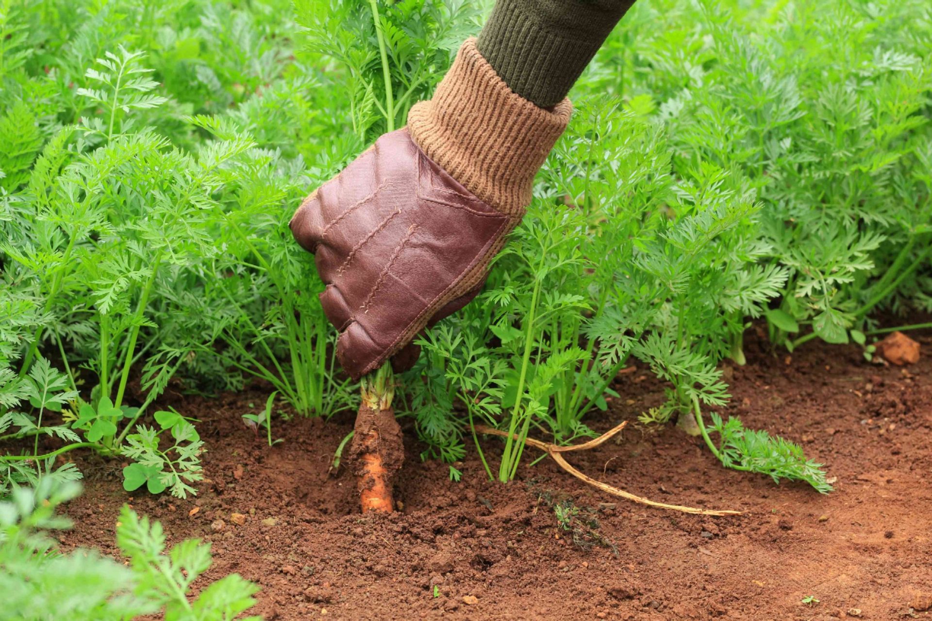 una mano con un guante de jardinería cosecha la zanahoria arrancándola de la tierra