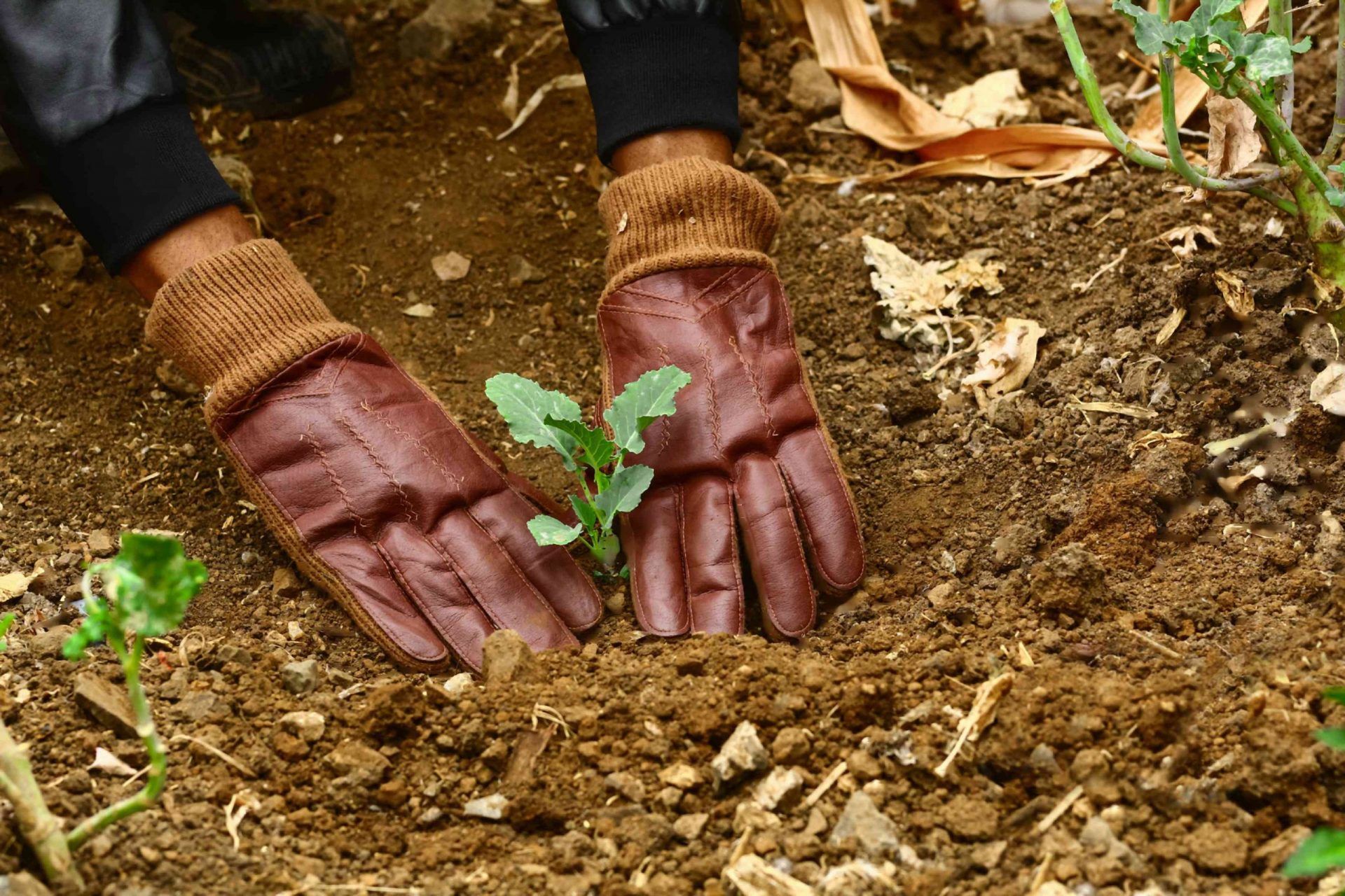 manos con guantes de jardinería de cuero plantan la col rizada de inicio en el suelo
