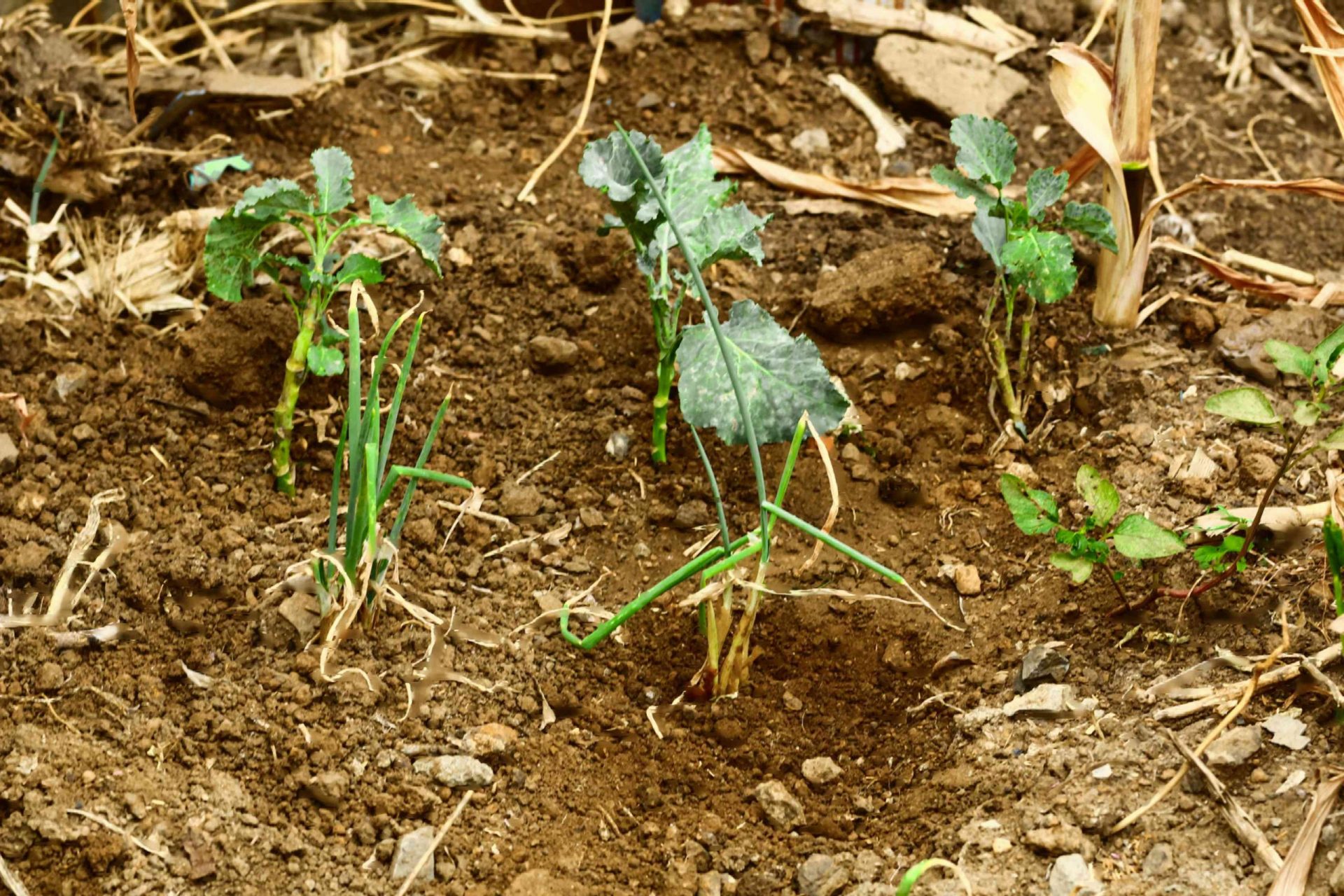 La col rizada pequeña crece entre cebollas verdes como plantación de compañía para el control de plagas